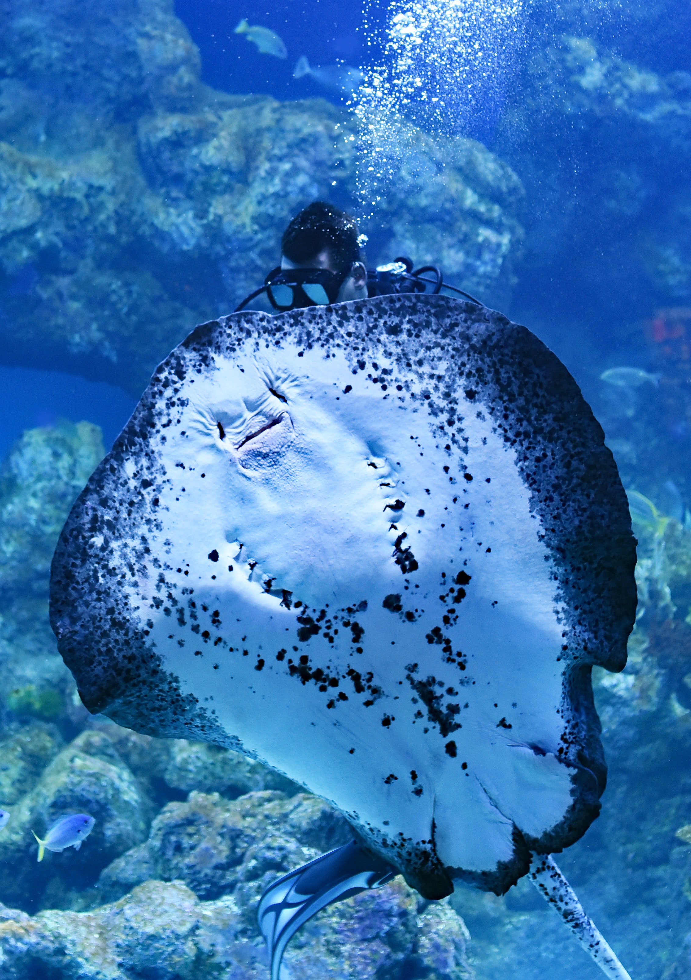 2266x3213  Manta Ray HD обои 74929 - Baltana