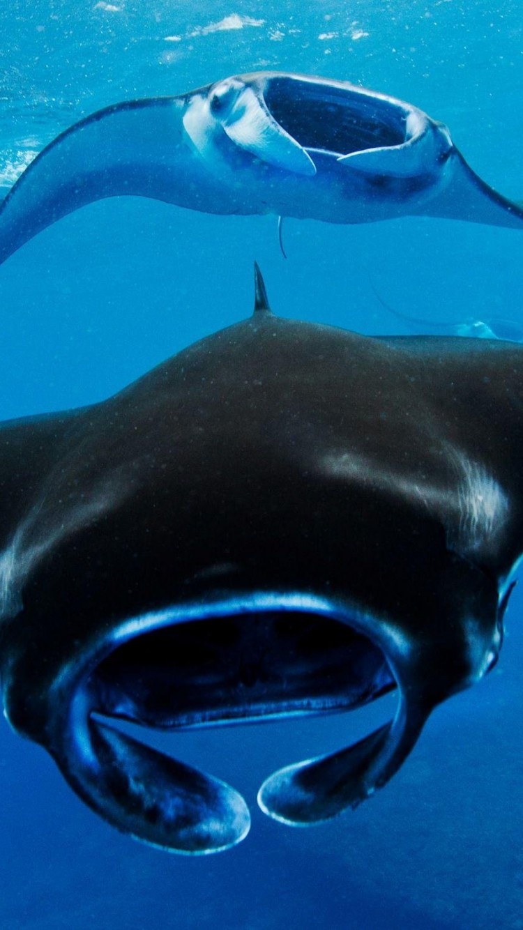 750x1334  Swim with Manta Ray | Фотографии SunlightOnWater