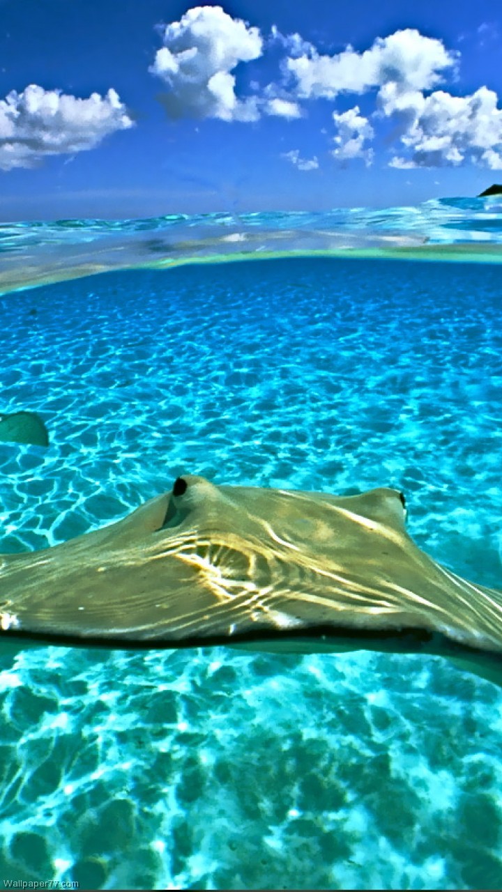 720x1280  Manta Ray Подводные фото и обои. Милый скат манта ... Фон рабочего стола 