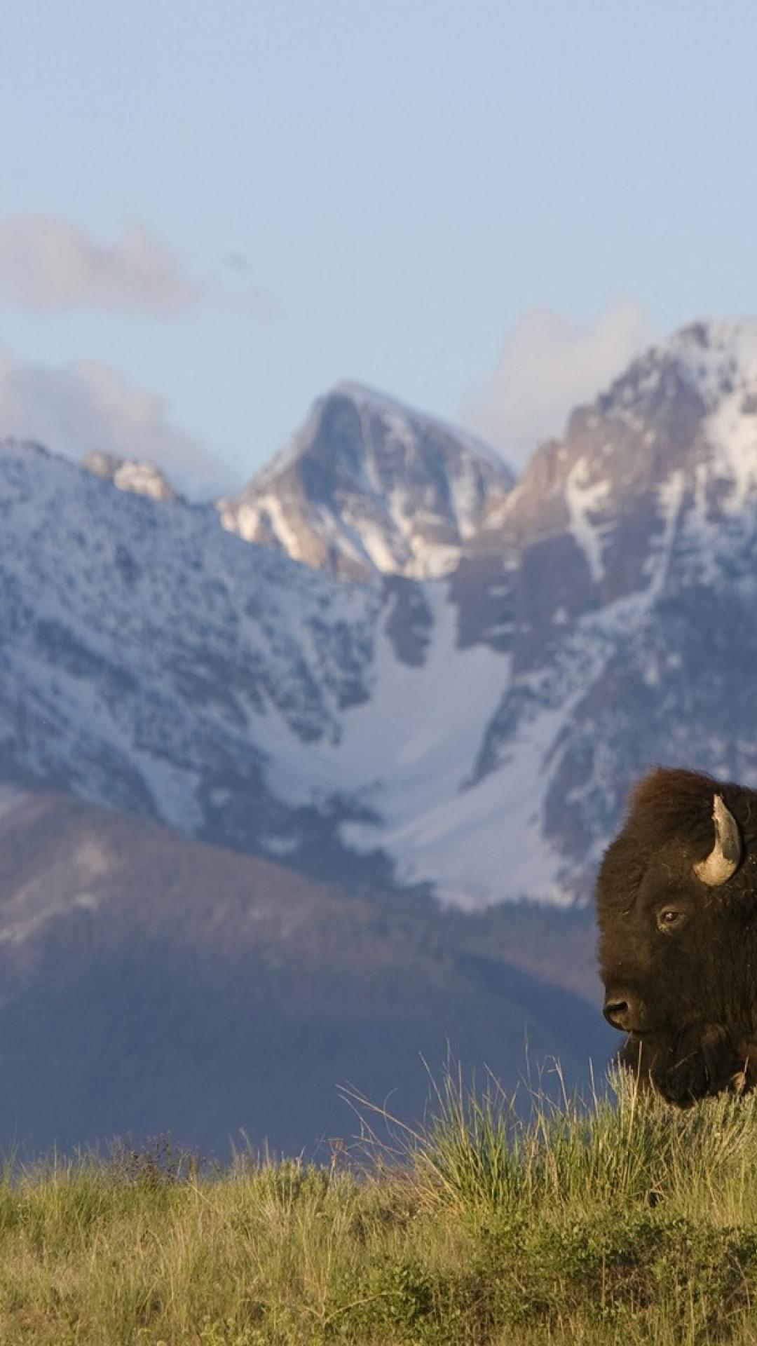 1080x1920  Buffalo iPhone Обои - Лучшие бесплатные фоны iPhone с изображением буйвола - Доступ к обоям