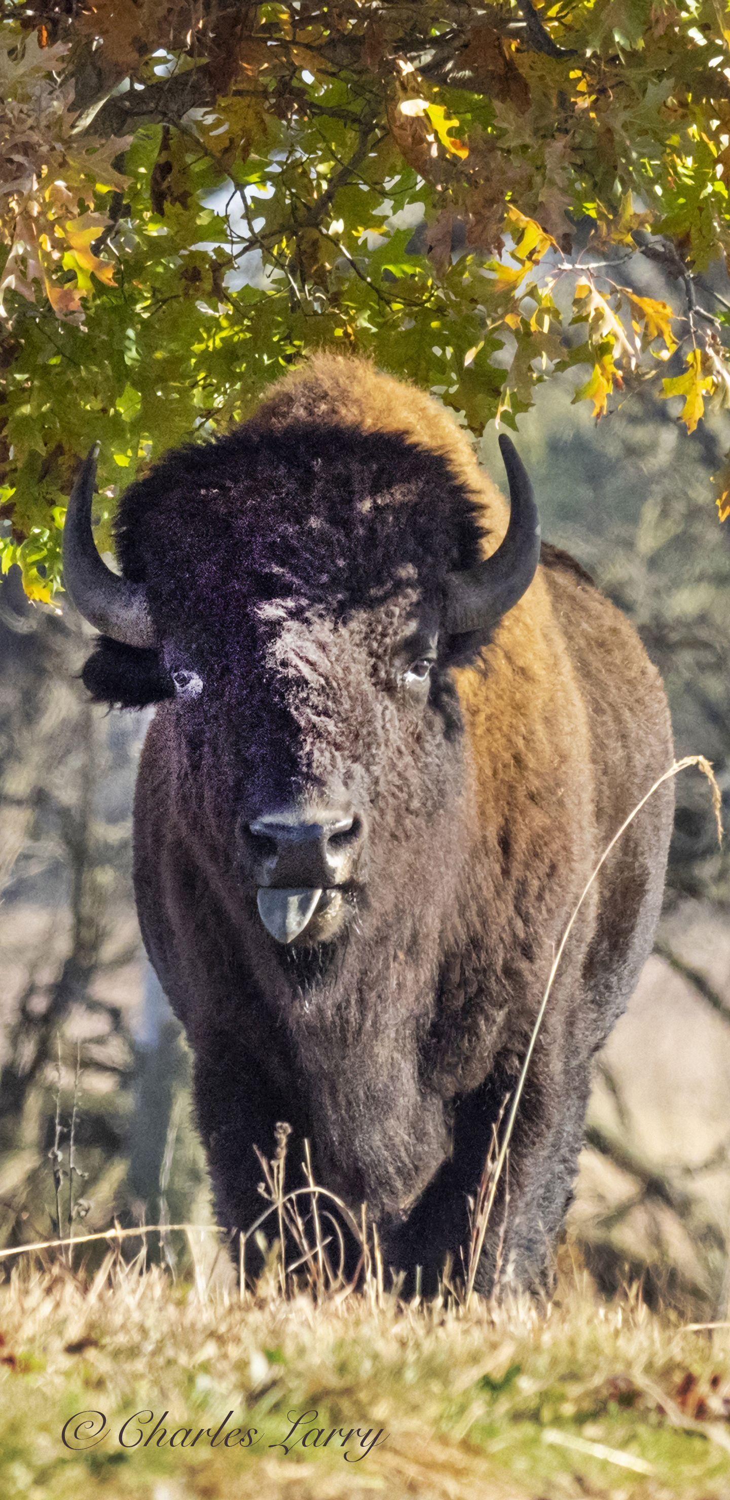 1440x2960   Bison Обои размещены Ethan Peltier