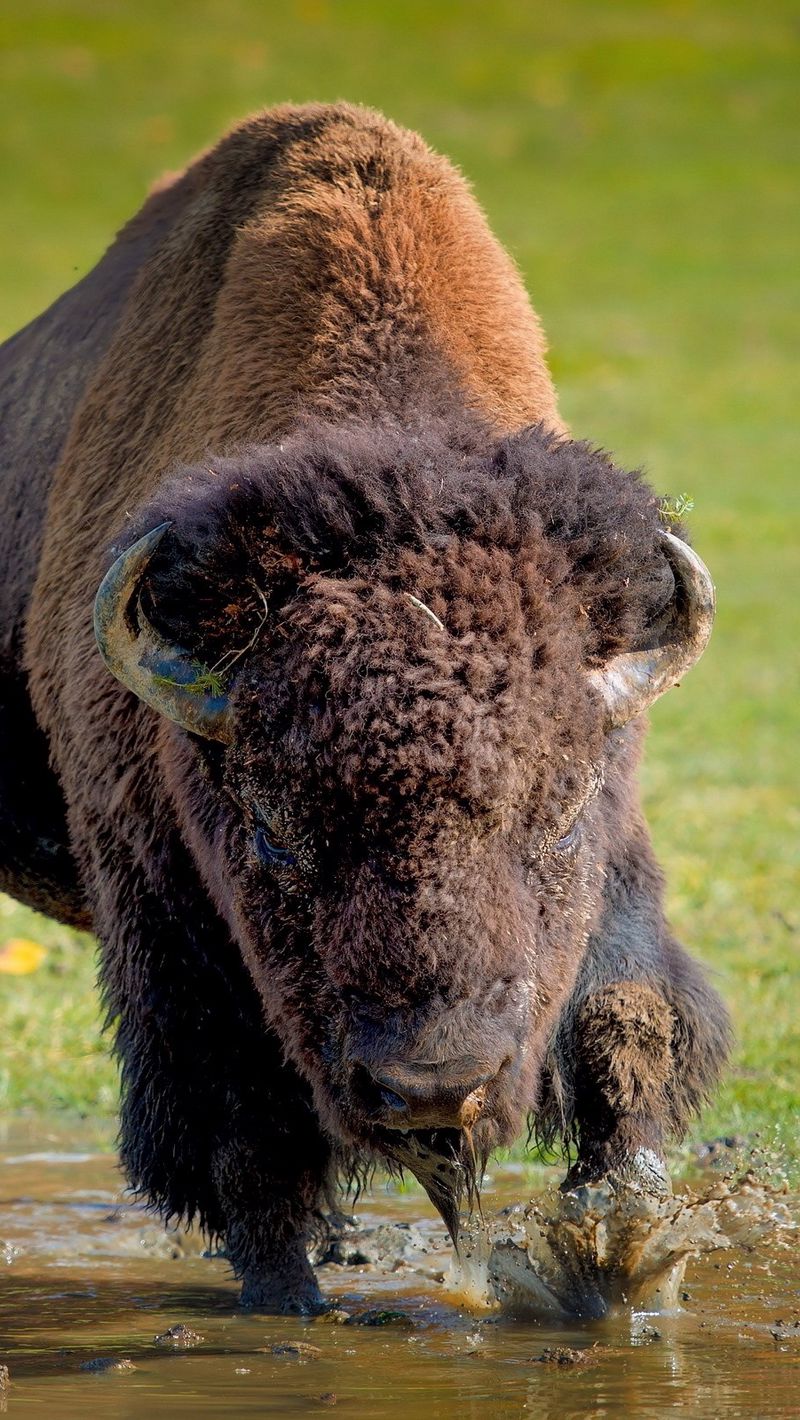 800x1420   running Загрузить обои 800x1420 bison buffalo трава iphone se / 5s / 5c / 5 для параллакса HD фон 