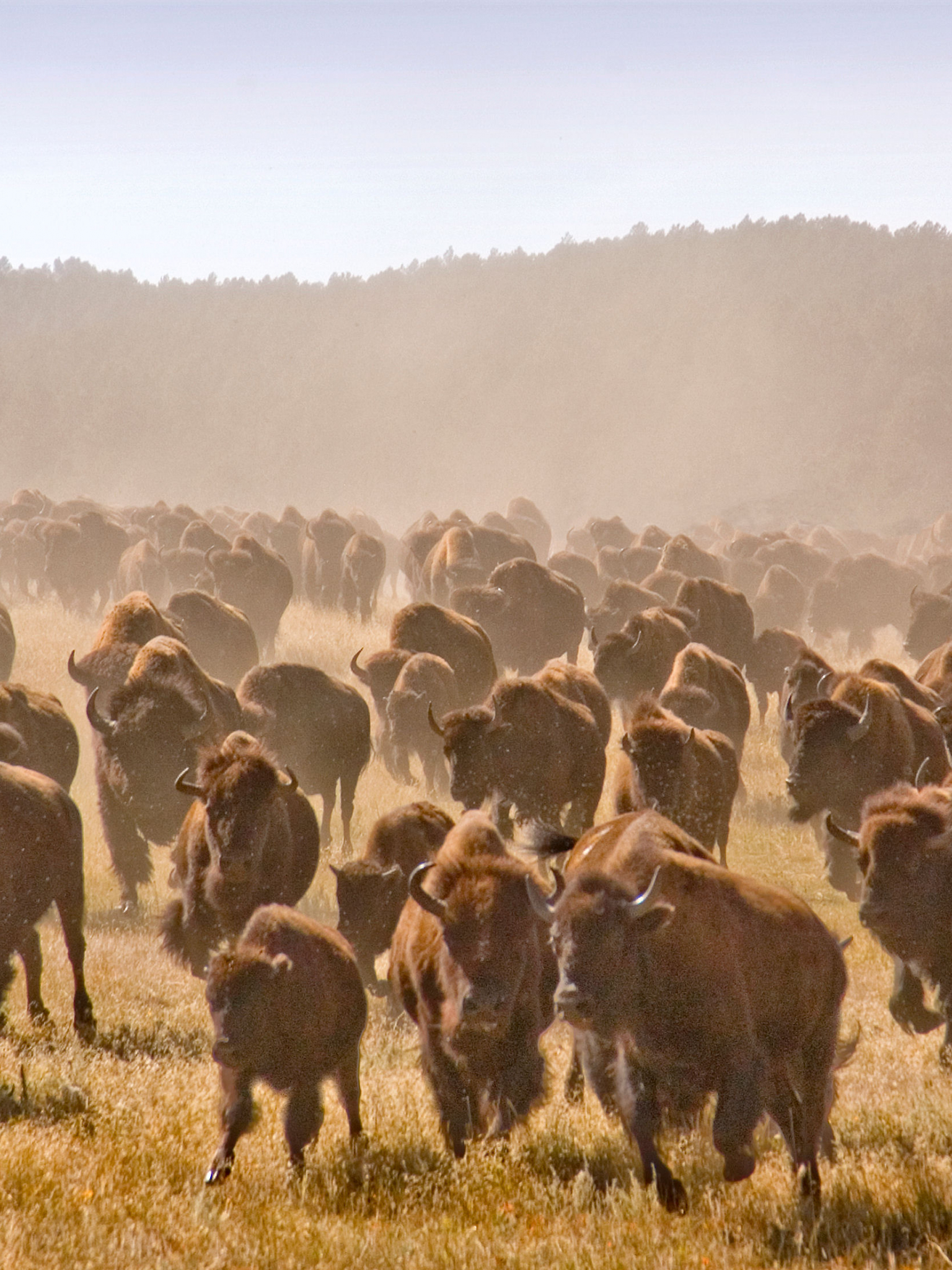 1536x2048  Бесплатная загрузка Bison Wallpaper HD [3600x2208] для рабочего стола Мобильный \ u0026 планшет | Исследуйте 73+ обои зубров | Университет Северной Дакоты Обои Бесплатные обои с бизоном NDSU Обои с бизоном