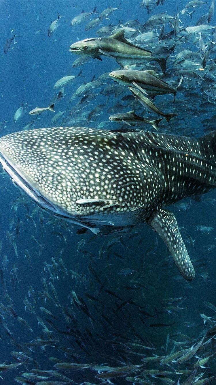 750x1334  Whale Shark Wallpapers - Лучшие бесплатные фоны с китовой акулой - Обои для рабочего стола Shark