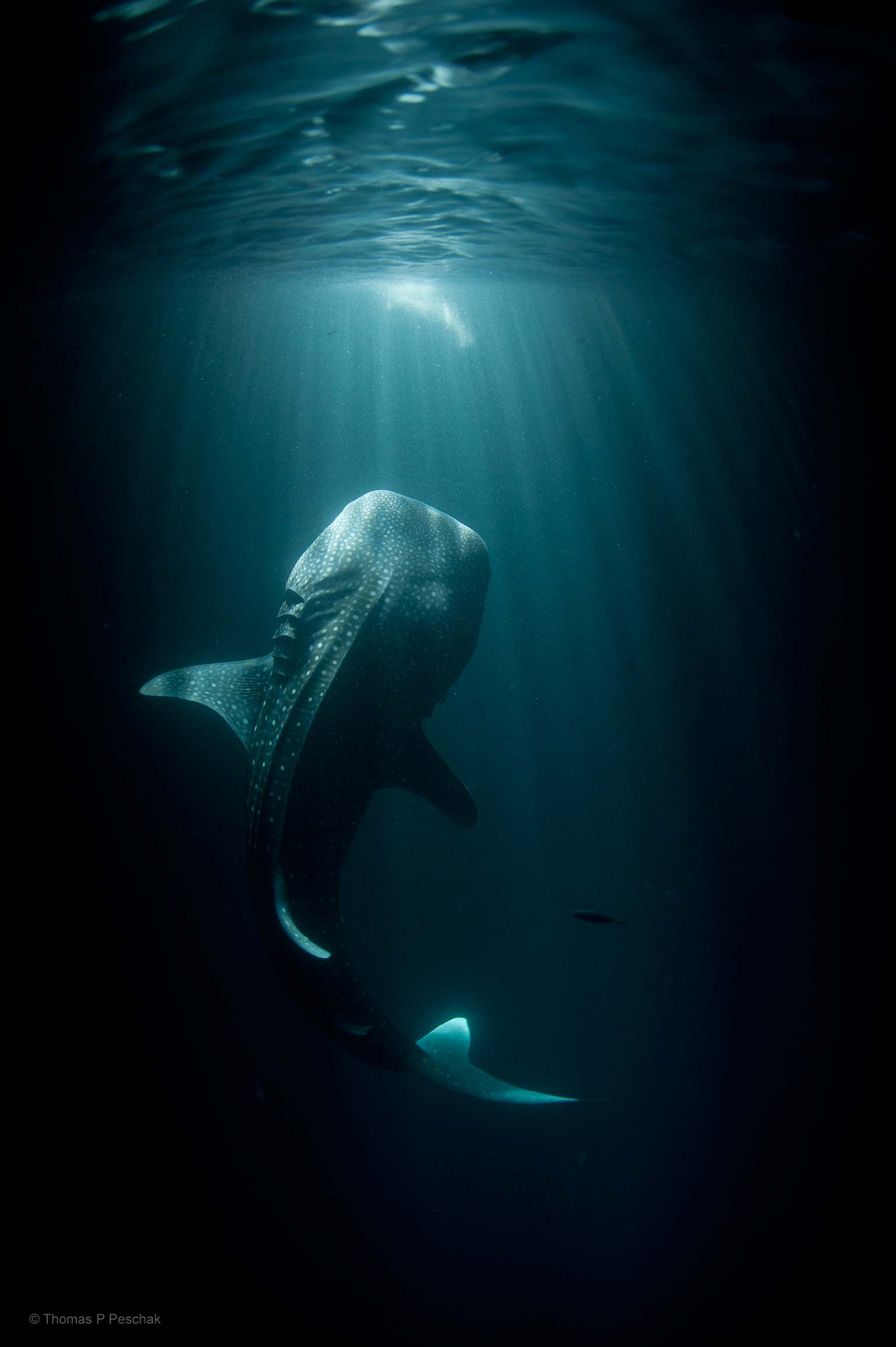 1536x2308  Whale Shark iPhone Wallpapers - Лучшие бесплатные фоны для iPhone с китовыми акулами - WallpaperAccess