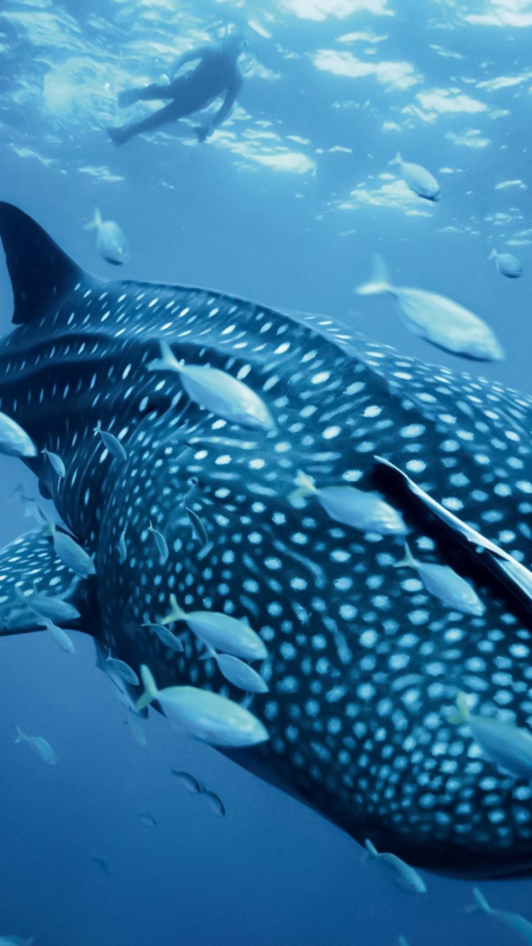 1080x1920  Whale Shark iPhone Wallpapers - Лучшие бесплатные фоны для iPhone с китовой акулой - WallpaperAccess