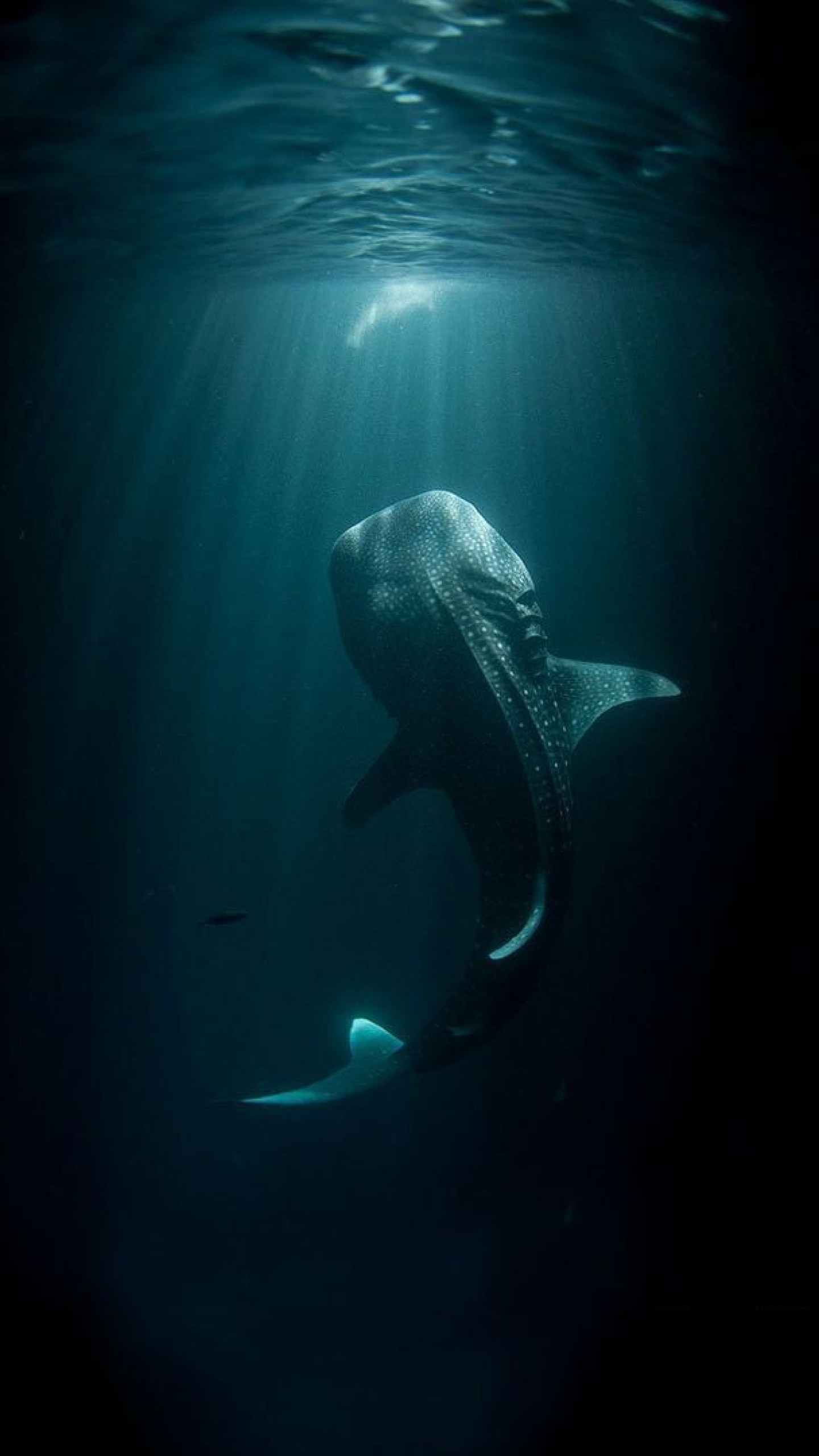 1440x2560  Download The Meg 2018 4K Wallpaper by pramucc - 0c - Fr ее сейчас на ZEDGE ™. Просмотрите миллионы популярных существ… | Океан обои Страшный океан Морские существа, рисунок 