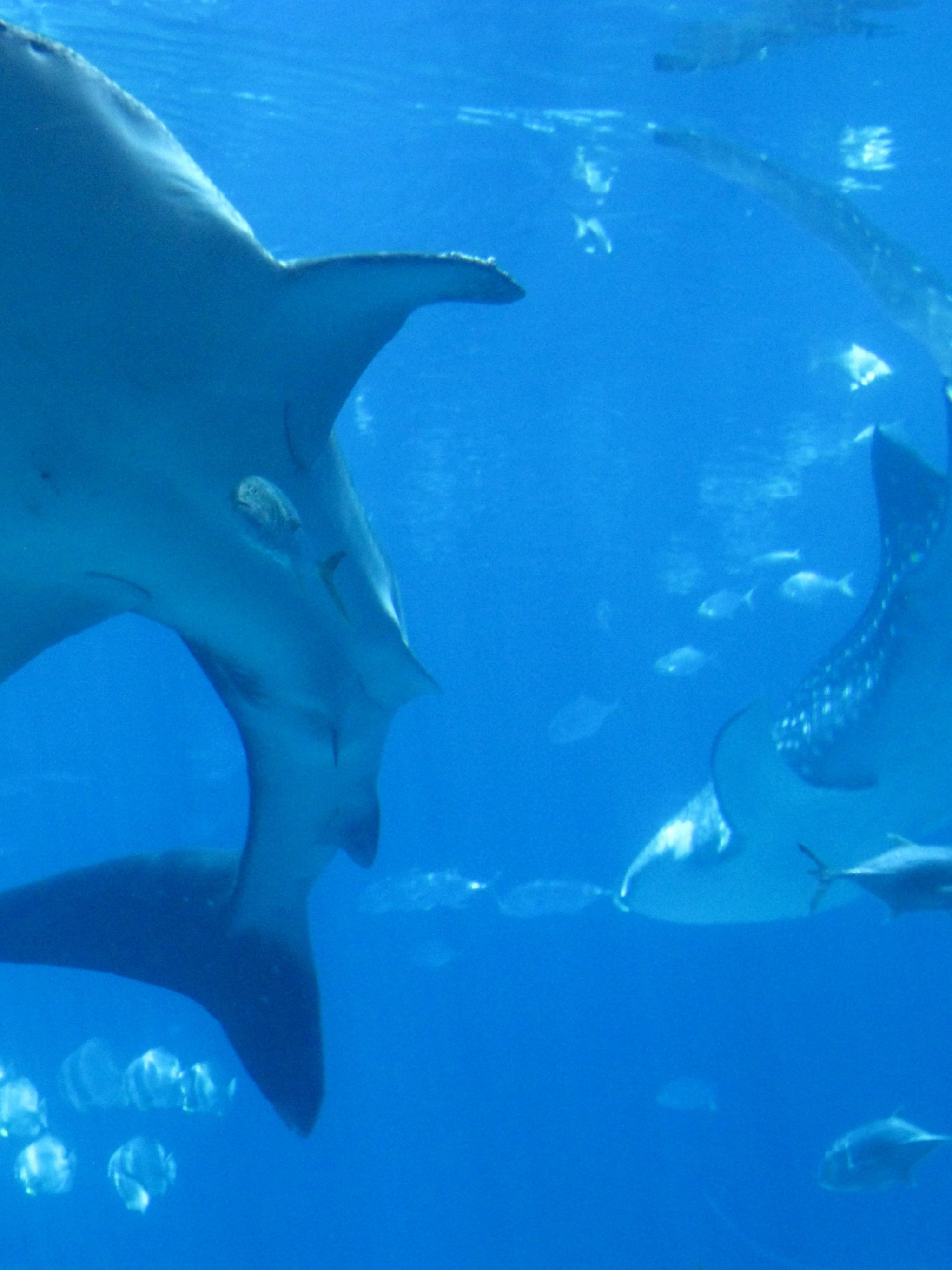 2048x2732   Большая белая акула iPhone обои | обои для iphone - и все | Белые акулы Обои с акулами для iphone Фотографии с акулами