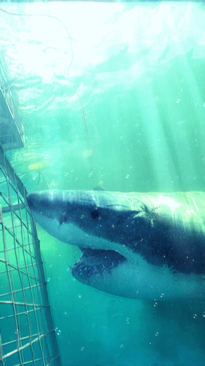 720x1282  HD обои: Мексика Исла Мухерес китовая акула подводный морской спорт приключения | Wallpaper Flare