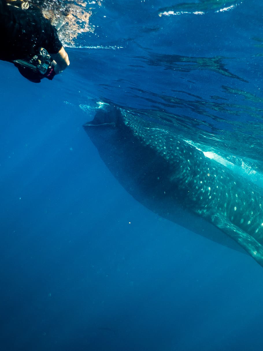 910x1213  Whale Shark Wallpaper Hd Iphone - 938x1668 Обои - teahub.io 