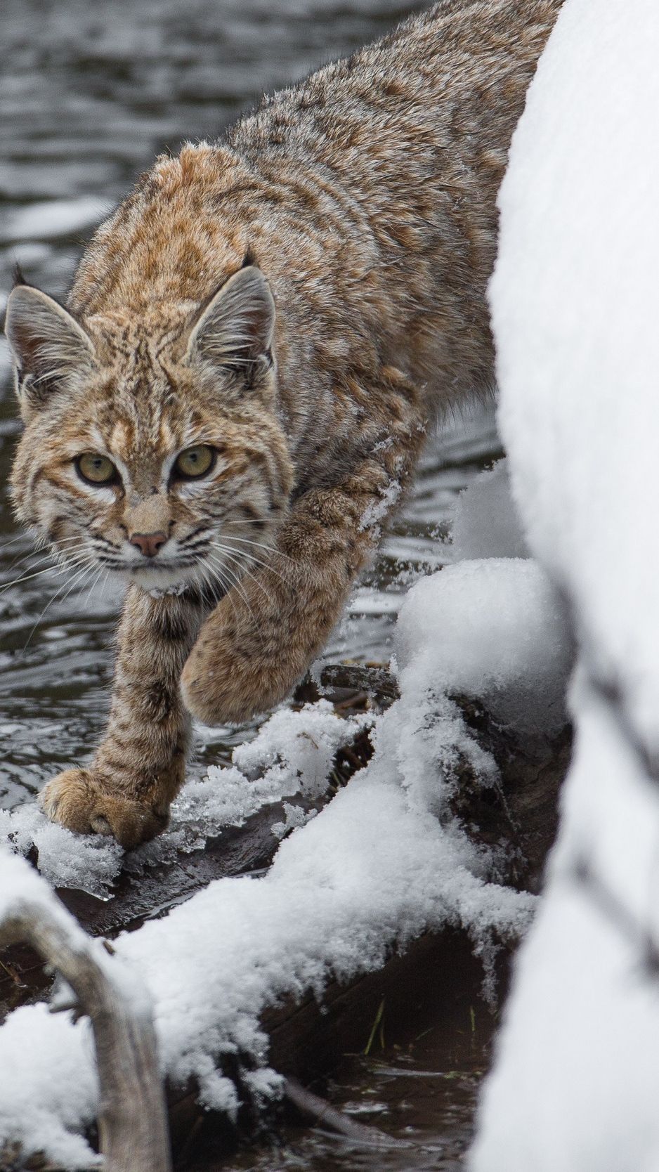 938x1668  Bobcat Wallpapers - Лучшие бесплатные фоны Bobcat - Доступ к обоям