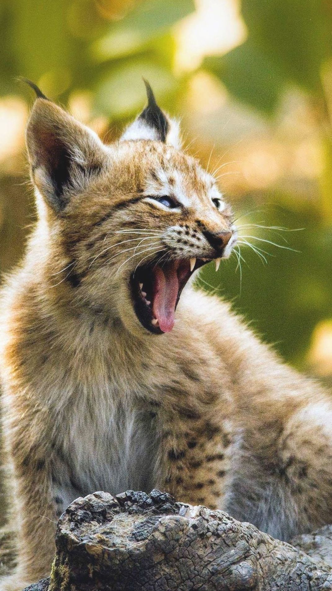 1070x1901   Животные Рыси Кошки (1080x1920) Обои для мобильных | Дикие кошки Животные Животные красивые