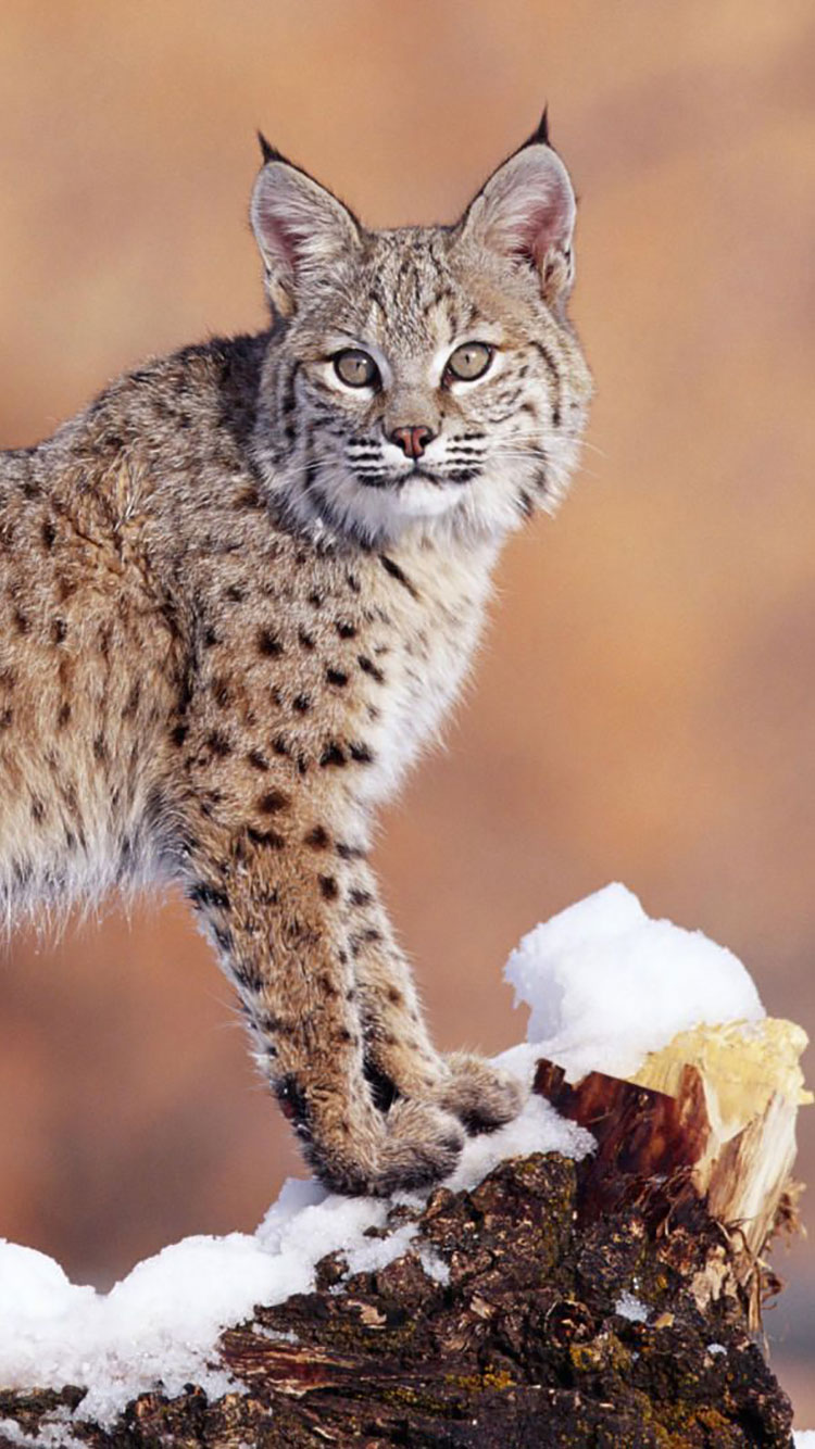 750x1334  75 HD Animals iPhone Backgrounds