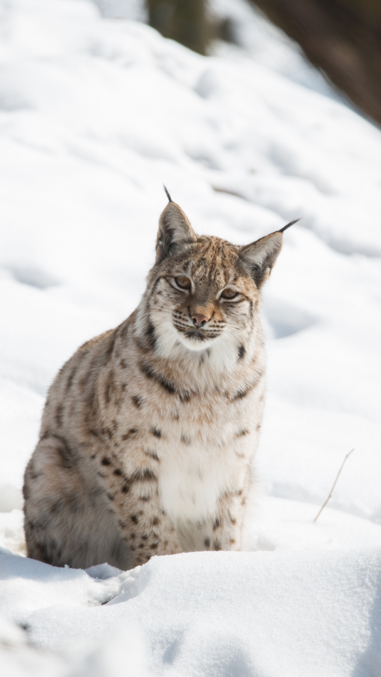 750x1334  Download 750x1334 wallpaper snow outdoor wild cat lynx iphone 7 iphone 8 750x1334 hd image background 4263