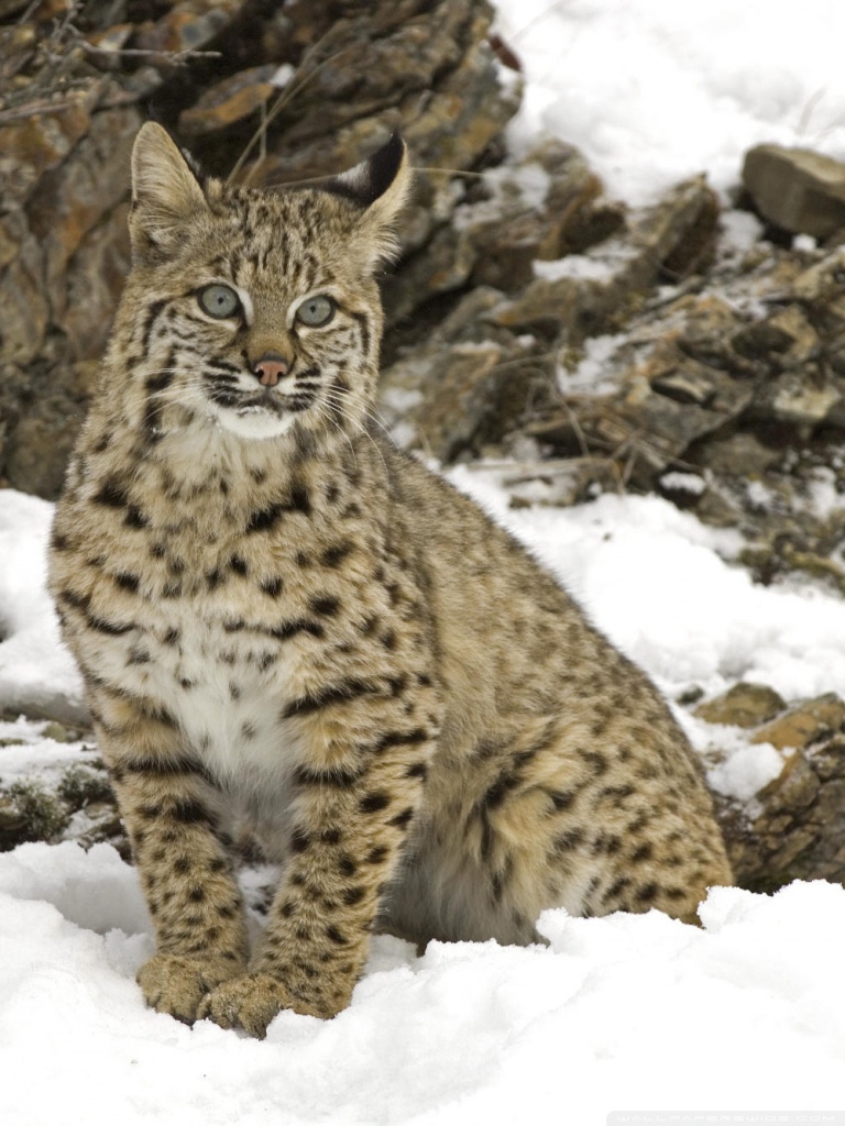 768x1024  Winter Snow Bobcat Ultra HD Обои для рабочего стола для 4K UHD TV: широкоэкранный \ u0026 UltraWide Desktop \ u0026 Ноутбук: планшет: Smartphone