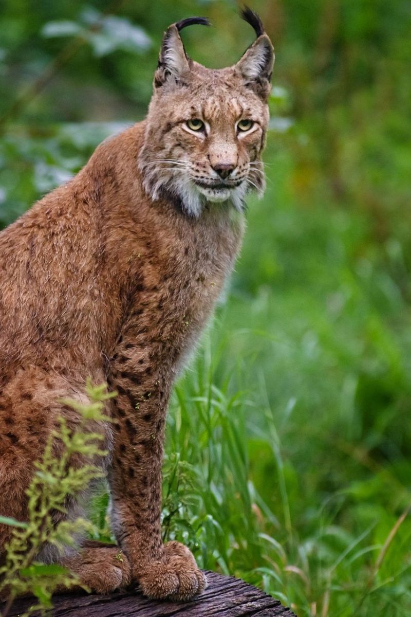 800x1200   Скачать обои 800x1200 рысь в траве вуд сидит большой кот iphone 4s / 4 для параллакса HD фон