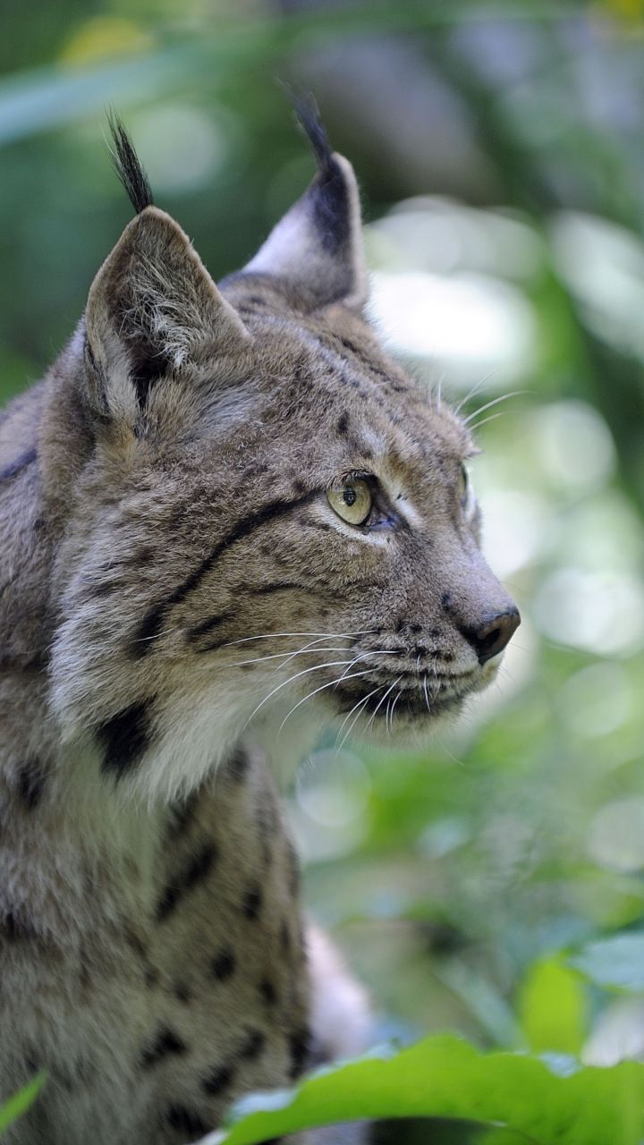 720x1280  Lynx wild cat curious 720x1280 wallpaper | Обои с животными Животные Дикие кошки