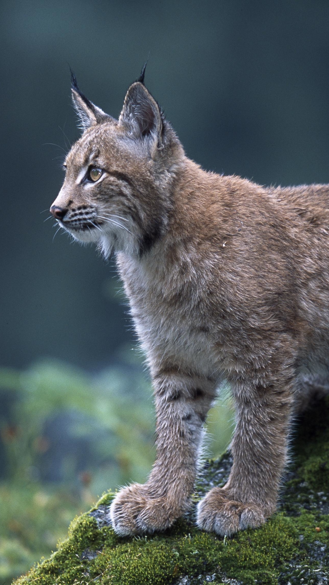 1080x1920   Animal / Lynx (1080x1920) ID обоев: 680930 - Mobile Abyss