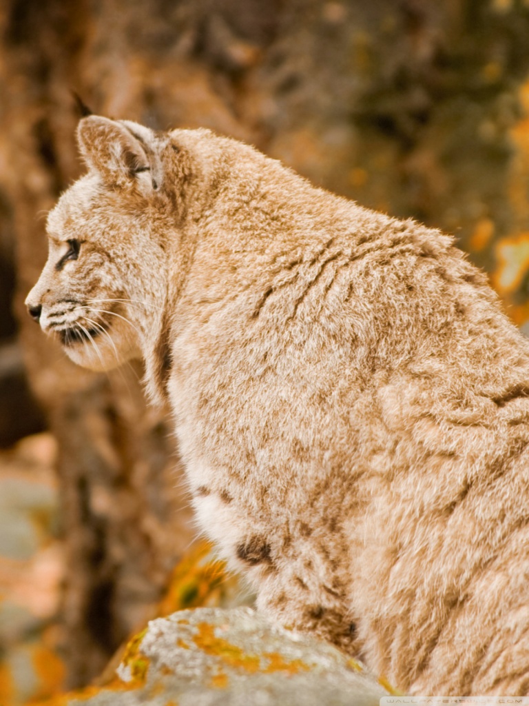 768x1024  Bobcat Ultra HD Desktop Background Wallpaper для 4K UHD TV: Планшет: Smartphone