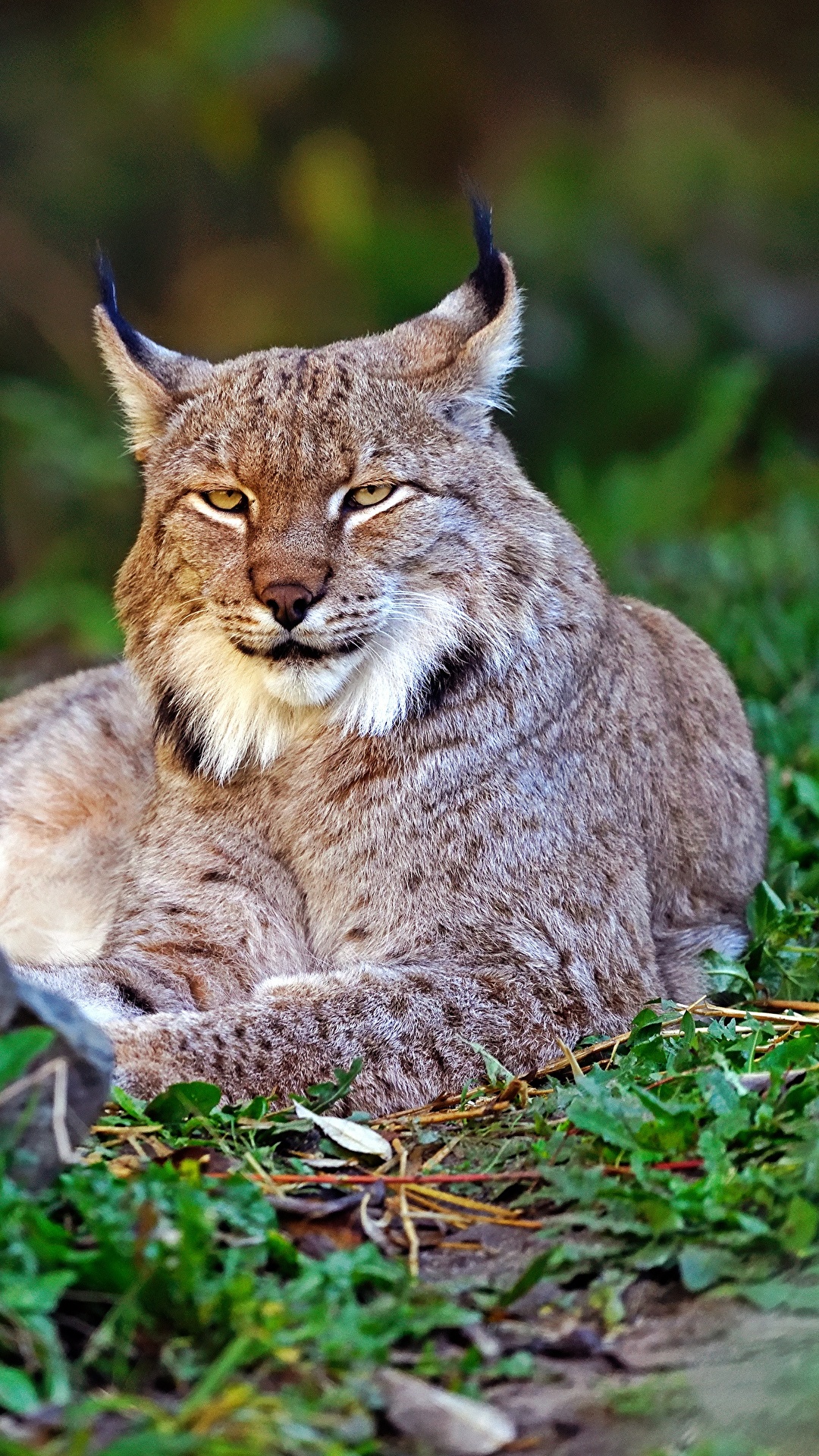 1080x1920  Photos Lynx20__Mobile_Mobile Wallpapers - Texas State Athletics