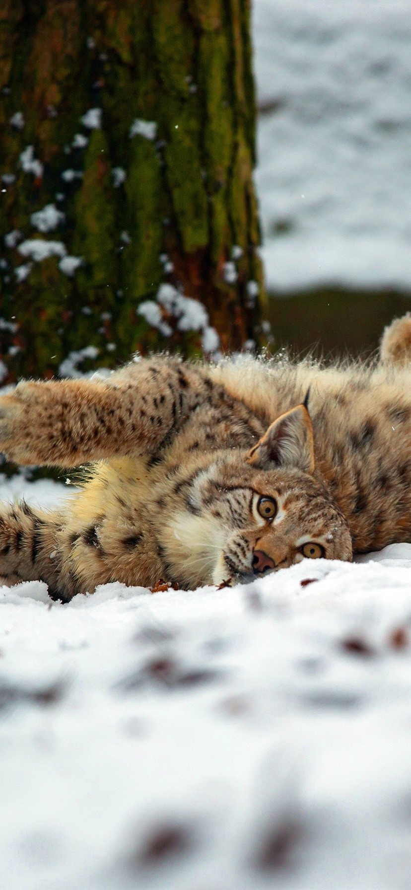 828x1792  Бесплатно скачать обои Animal Bobcat [2048x1365] для рабочего стола Mobile \ u0026 Tablet | Исследуйте 50+ Bobcat Обои | Шарлотта NC Обои для рабочего стола MSU Bobcat Обои Животное Bobcat Обои 