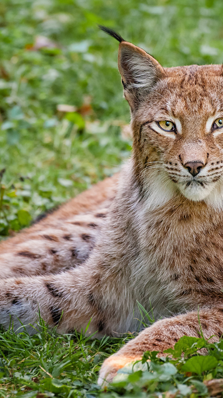 750x1334  Bobcat Обои HD телефон для Android - Скачать APK