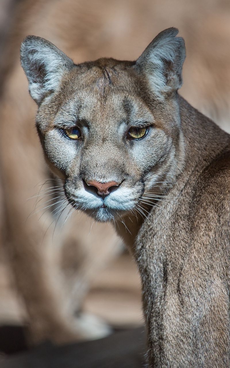 800x1280   Скачать обои 800x1280 пума пума горный лев дикая кошка хищник морда samsung galaxy note gt-n7000 meizu mx2 hd фон 