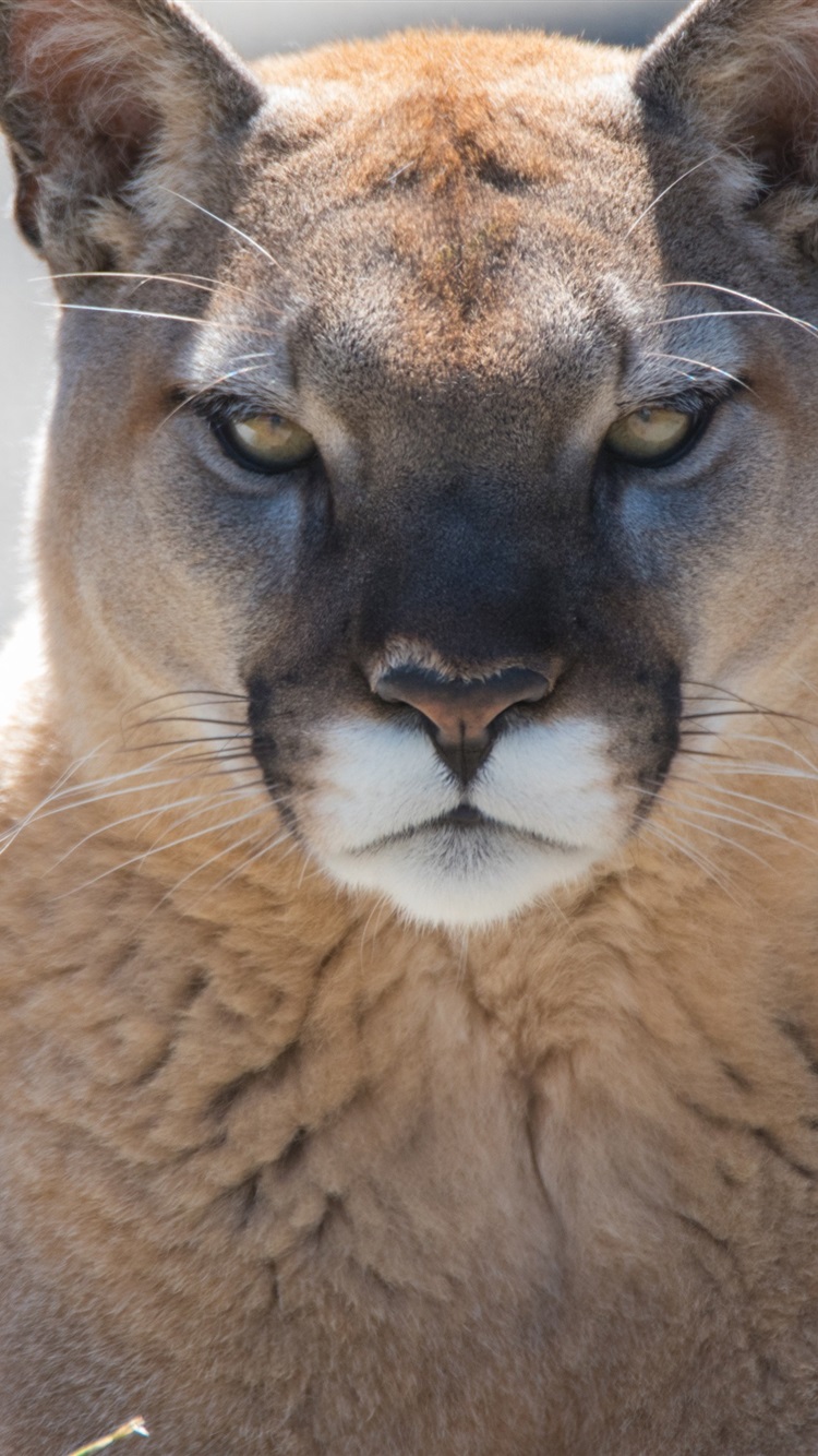 750x1334   обои горный лев вид спереди пума 3840x2160 UHD 4K изображение изображение