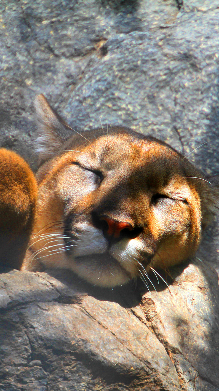 750x1334  Free download Lion Wallpaper 857332 Mountain Lion Wallpaper 857354 Mountain Lion [2543x1480] для рабочего стола Мобильный \ u0026 Tablet | Исследуйте 47+ Mountain Lion Wallpaper | Лев HD обои 1080p Mac OS X