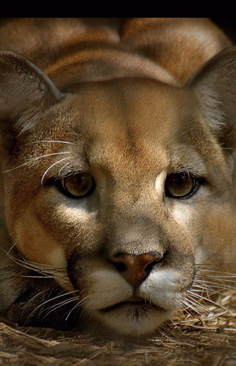 774x1200   Великолепный дикий горный лев (Пума) в 2020 году | Животные Обои с животными Животные удивительные