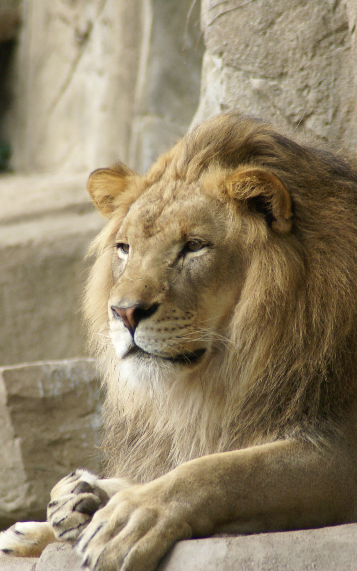 1200x1920  Бесплатно скачать обои горный лев под обоями льва [3872x2592] для рабочего стола Мобильный \ u0026 Планшет | Изучите 49+ обоев для рабочего стола Mountain Lion | Lion HD Wallpapers 1080p Mac