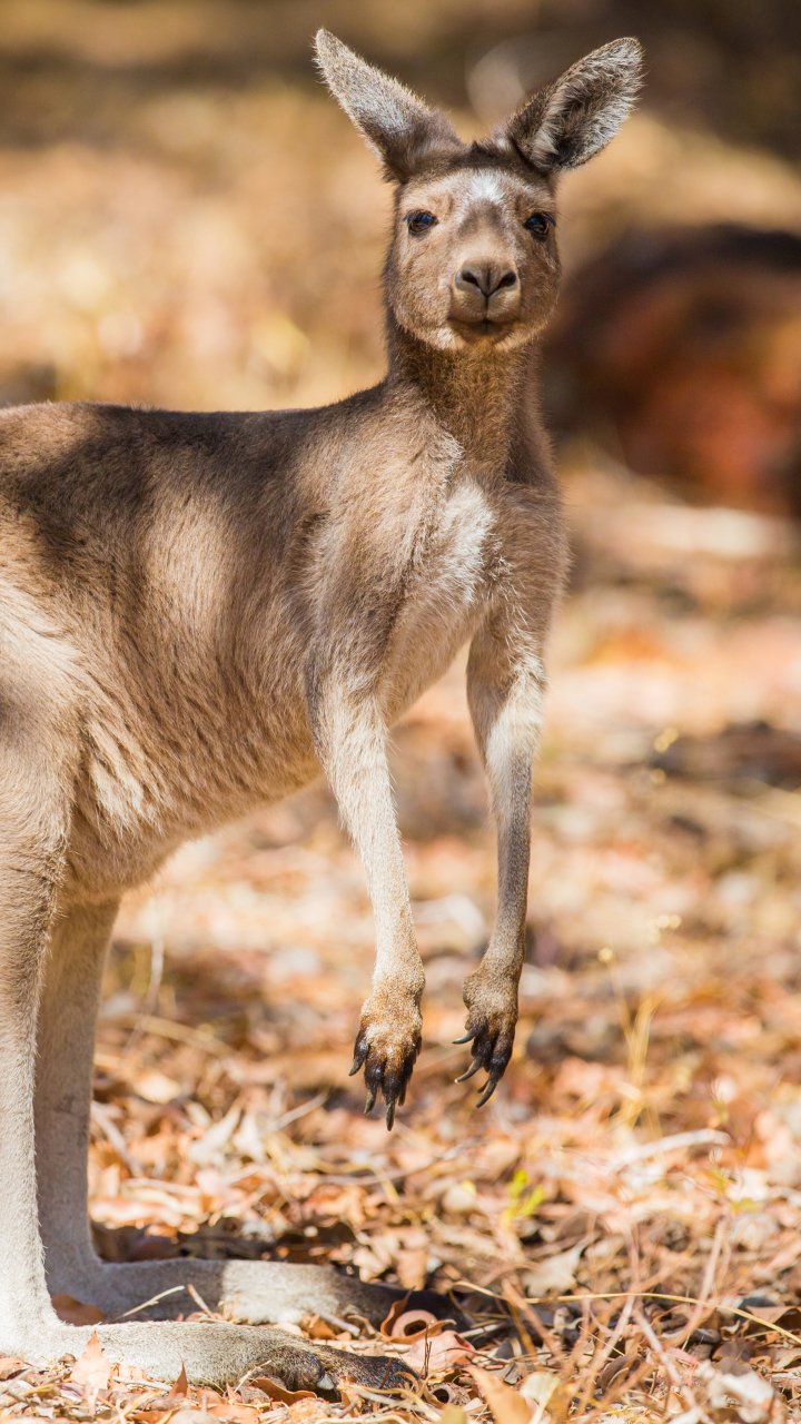 720x1280   Животные / Кенгуру (720x1280) ID обоев: 791400 - Mobile Abyss