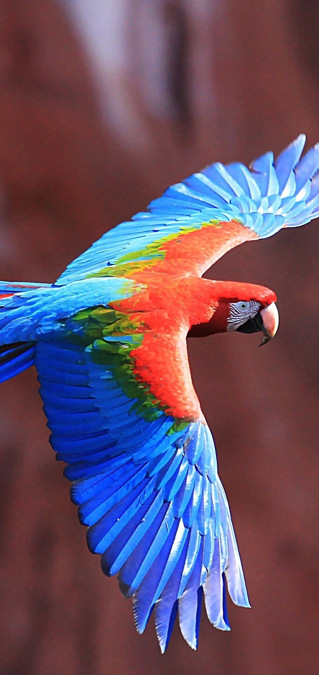 Красно-зеленый ара Обои - [1080x2280] | Птицы обои Hd крутые обои Macaw