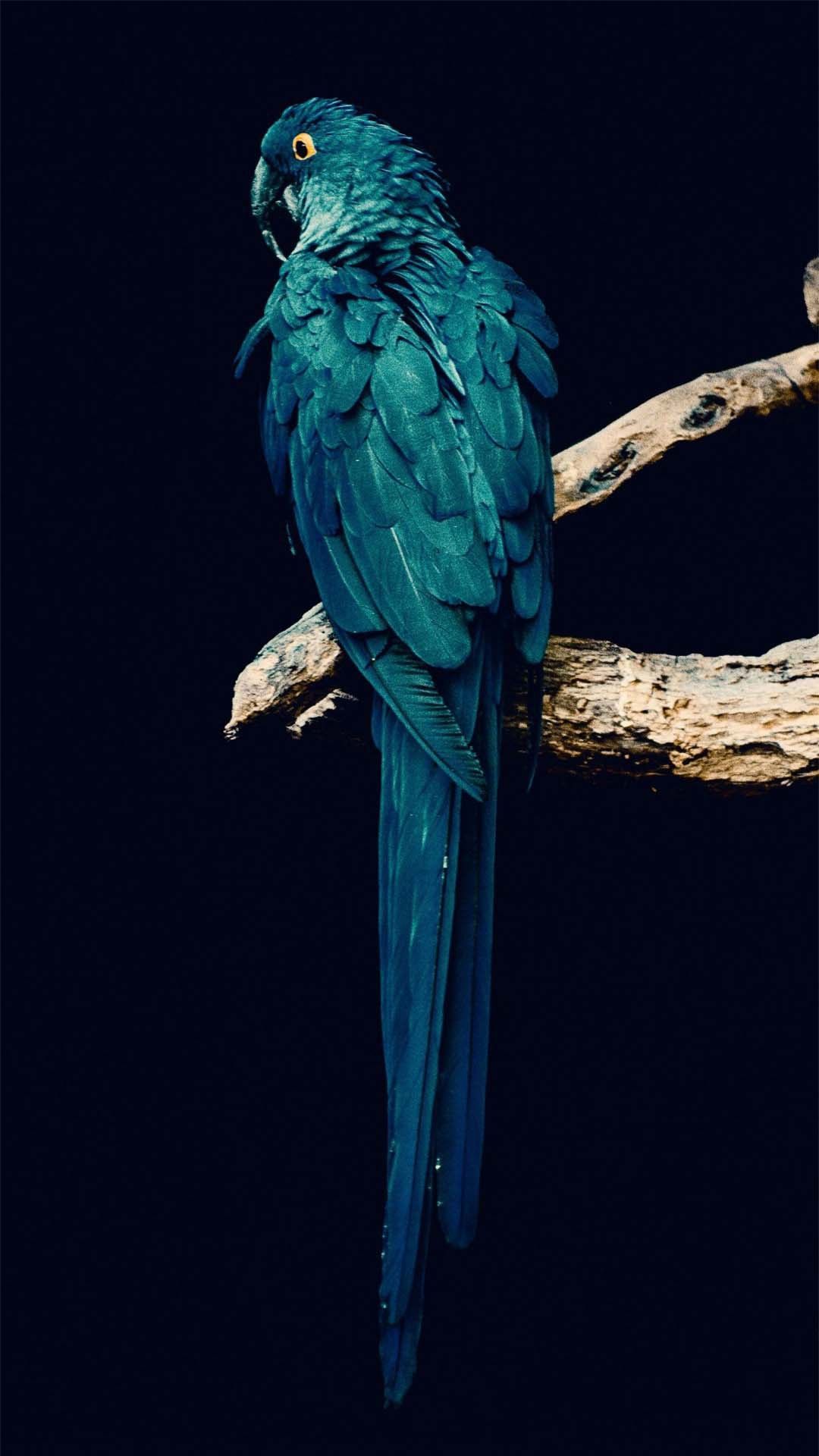 1080x1920  Parrot iPhone Обои - Лучшие бесплатные фоны для iPhone Попугай - WallpaperAccess
