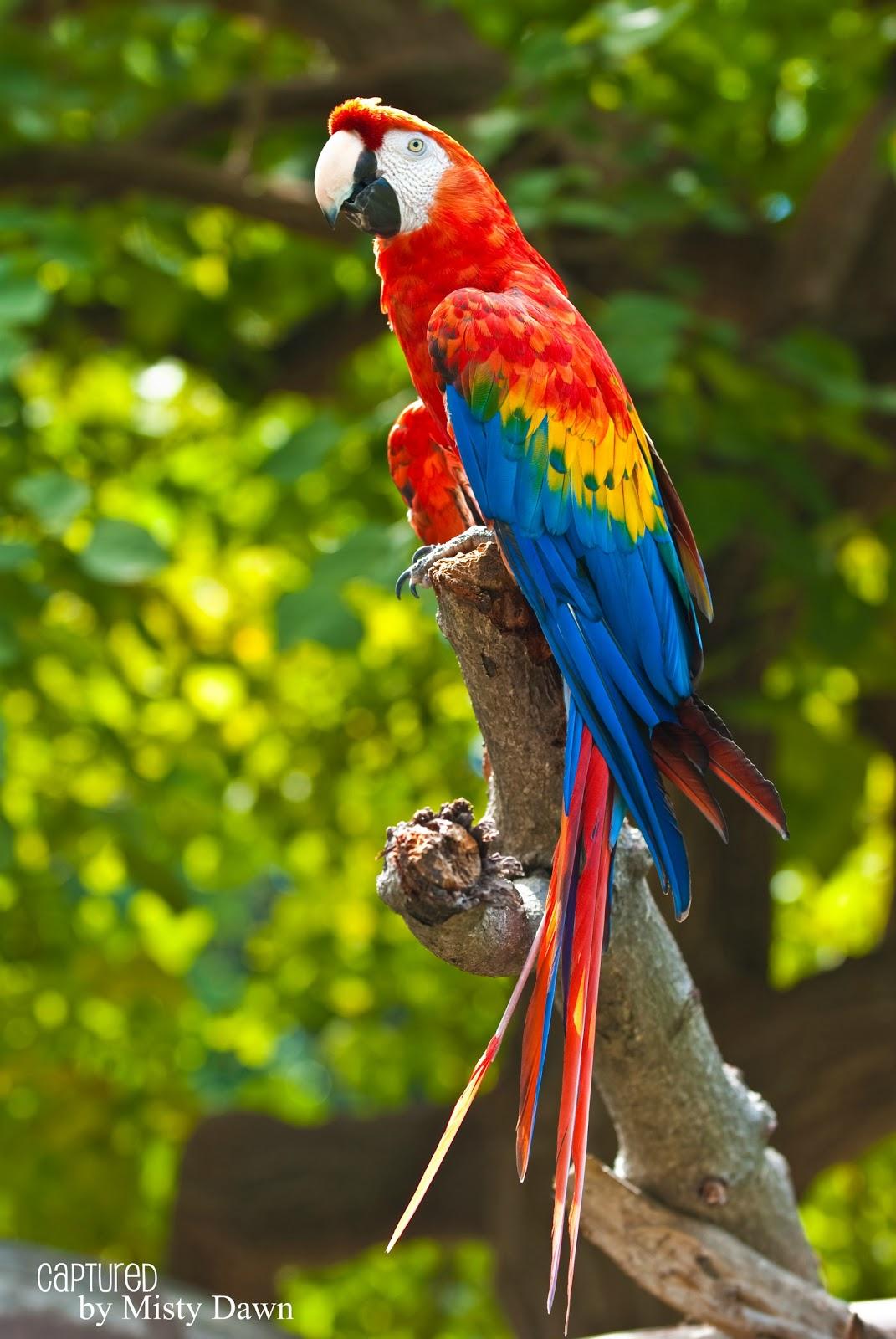 1071x1600  Macaw Wallpapers - Обои Cave