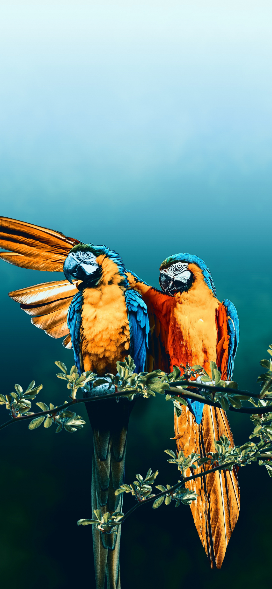 1125x2436   Загрузить 1125x2436 обои ара птица пара фотошоп iphone x 1125x2436 hd изображение фон 19042 
