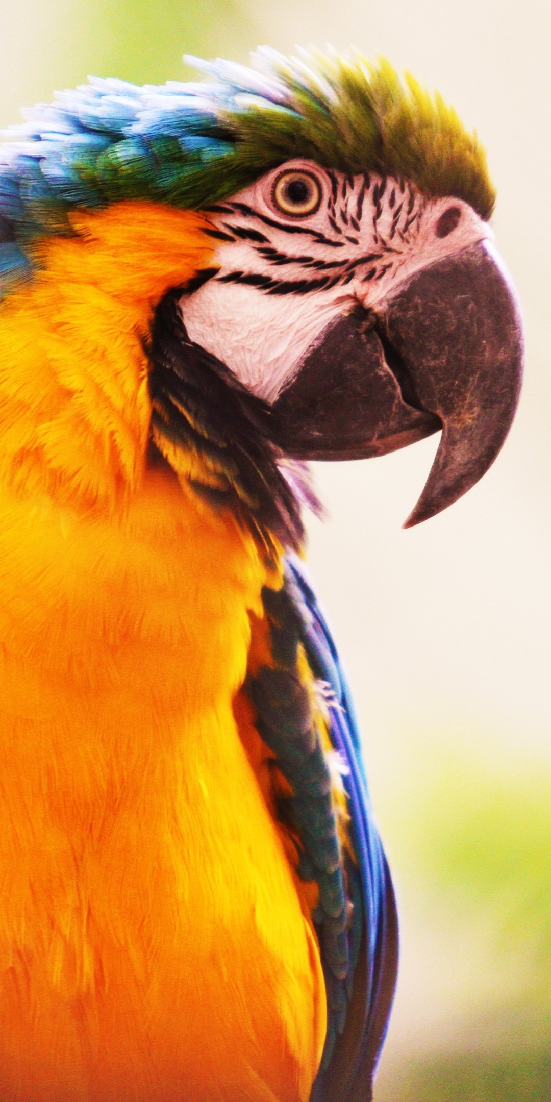1080x2160  Download 1080x2160 Parrot Birds Крупный план Просмотр профиля Ара Обои для Huawei Mate 10 - WallpaperMaiden 