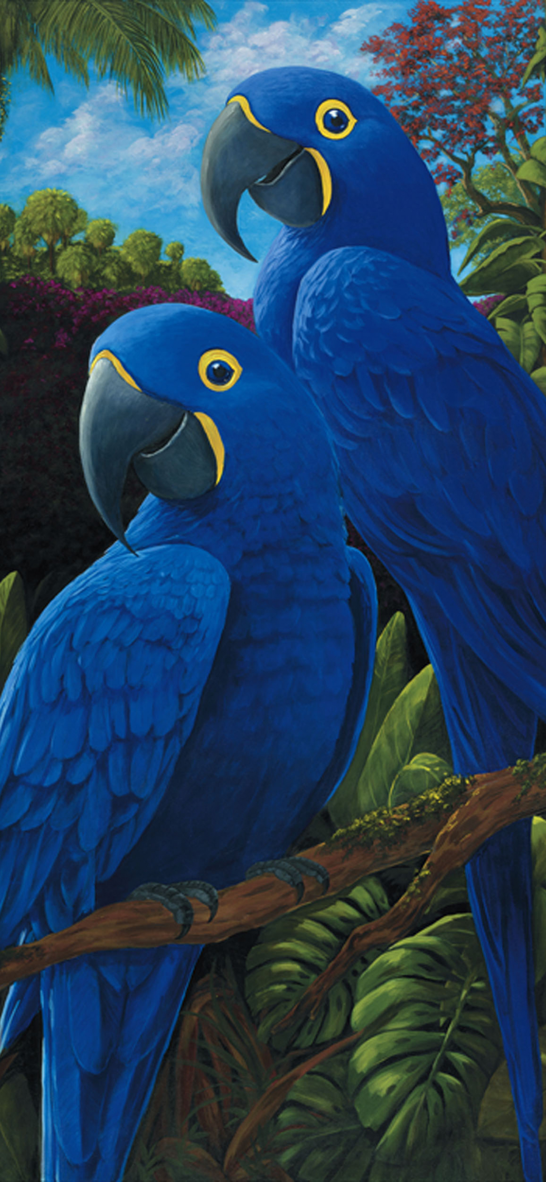 1125x2436   hd image скачать Гиацинтовый ара Гиацинтовый ара [1668x2500] для рабочего стола Mobile  Tablet | Исследуйте 41+ Гиацинтовый ара Обои | Обои для рабочего стола Гиацинтовый ара Обои для рабочего стола Гиацинт 