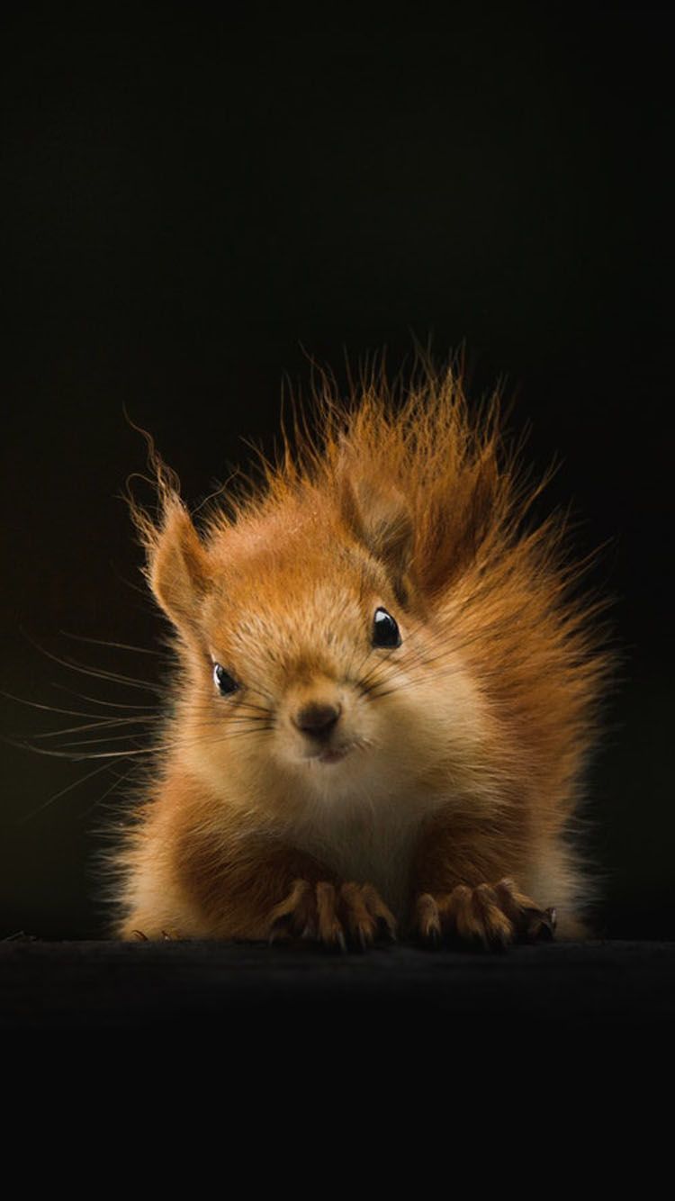 750x1334  Baby Squirrel Обои / Фон для телефонов - Apple iPhone 6 6S 7 | Самые милые животные в мире Животные красивые Животные 