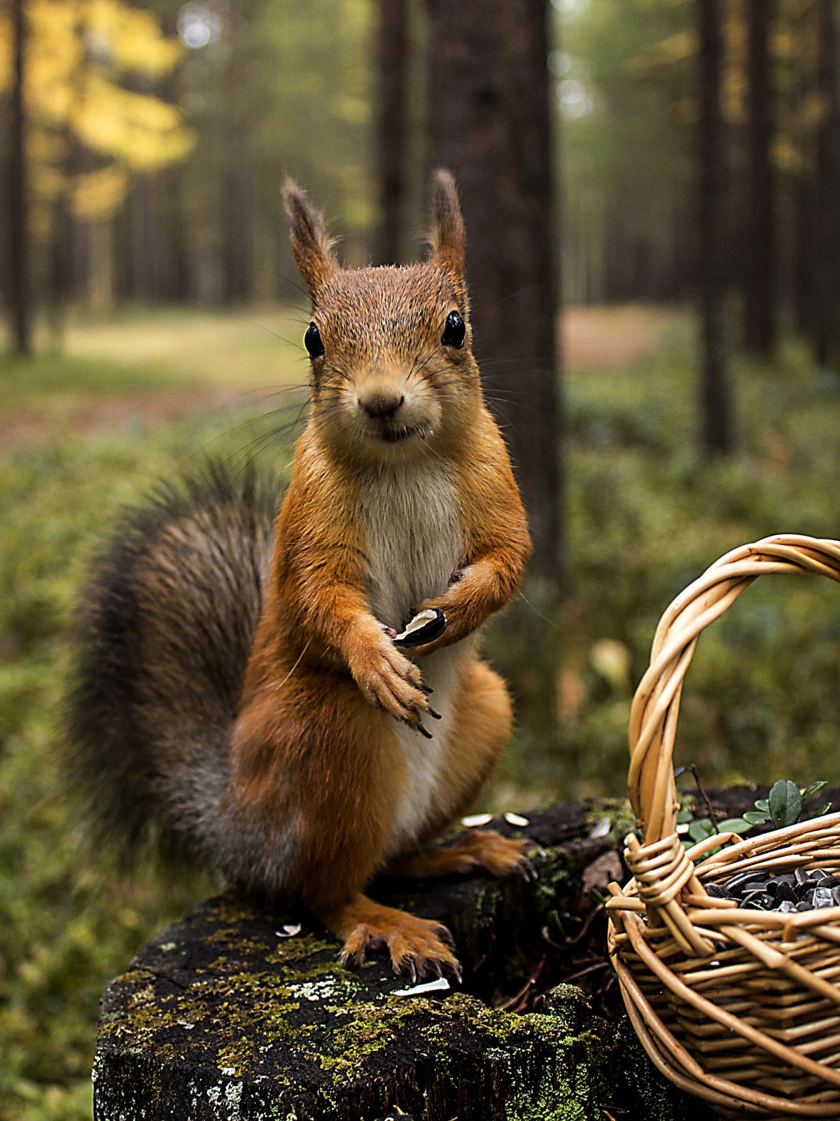 1200x1600  Obys_Desktop20 