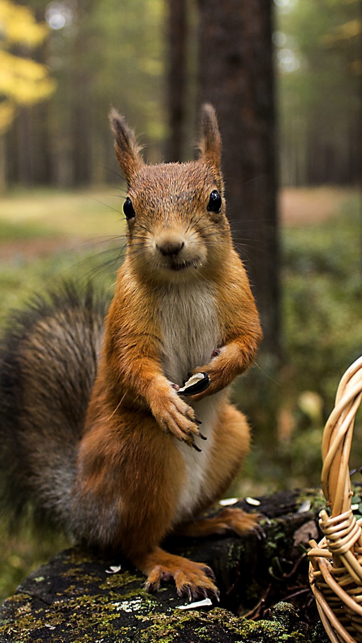 720x1280   Squirrel Mobile Wallpaper - Mobiles Wall