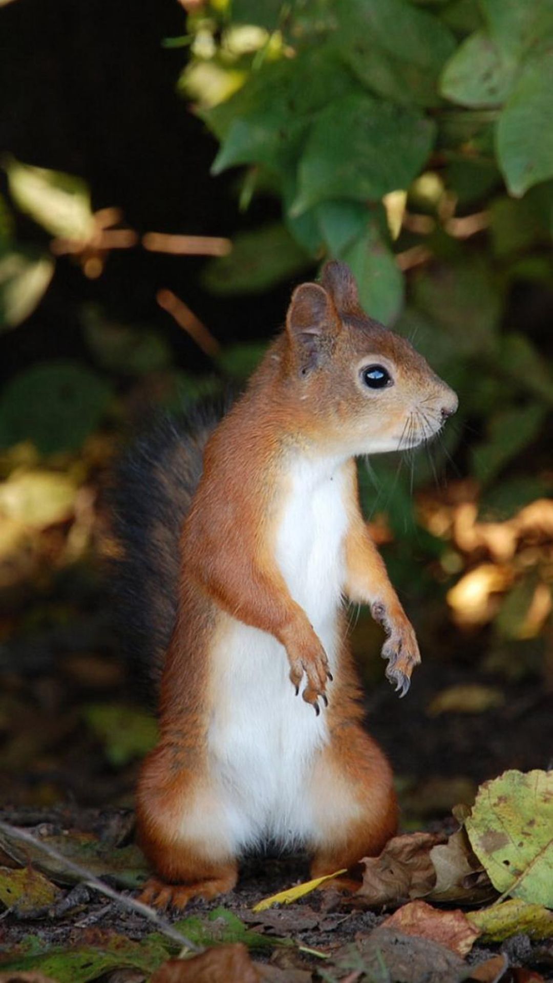 1080x1920  Squirrel Wildlife Close Click 4K Ultra HD Mobile Wallpaper