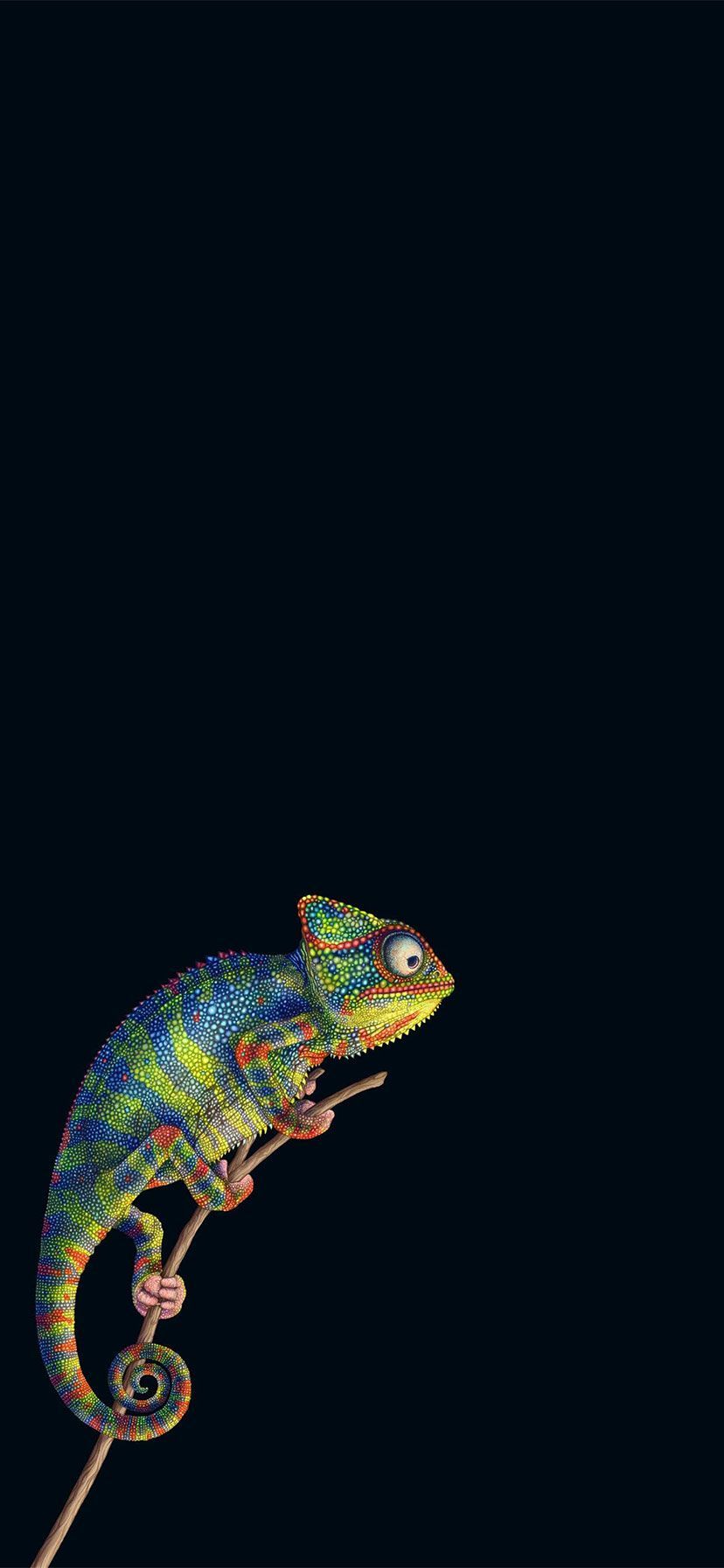 828x1792  Chameleon HD iPhone Wallpapers - Wallpaper Cave