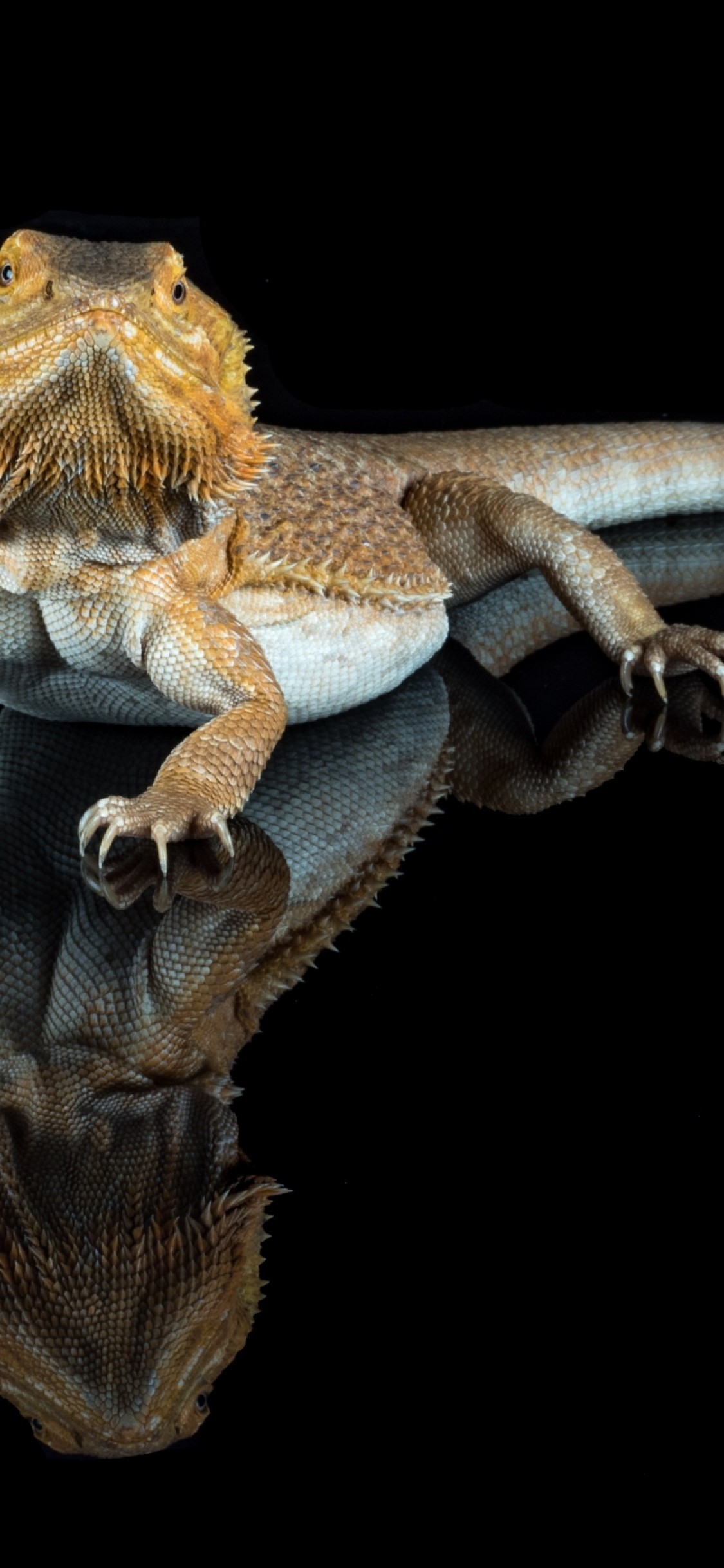 1125x2436  Download 1125x2436 Bearded Dragon Reptile Creepy Wallpapers for iPhone 11 Pro X - WallpaperMaiden