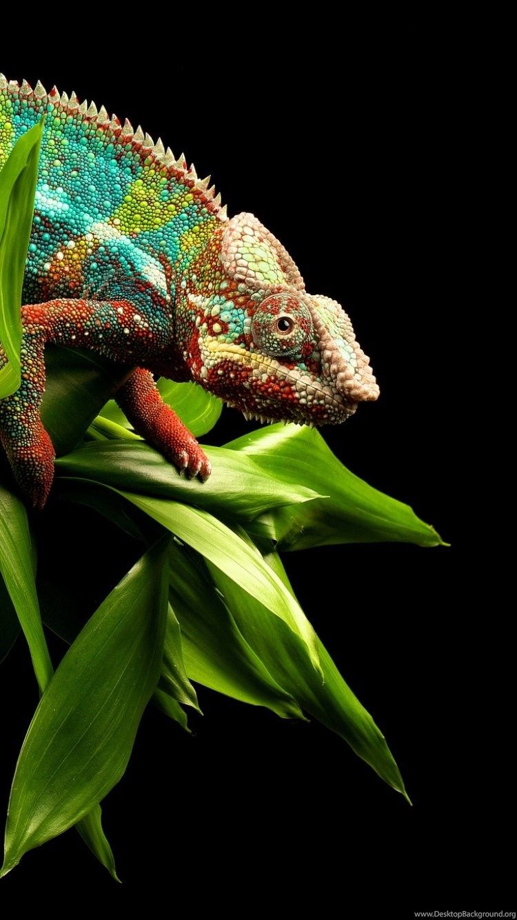 750x1334  Reptile iPhone Wallpapers - Лучшие бесплатные фоны для iPhone с рептилиями - WallpaperAccess