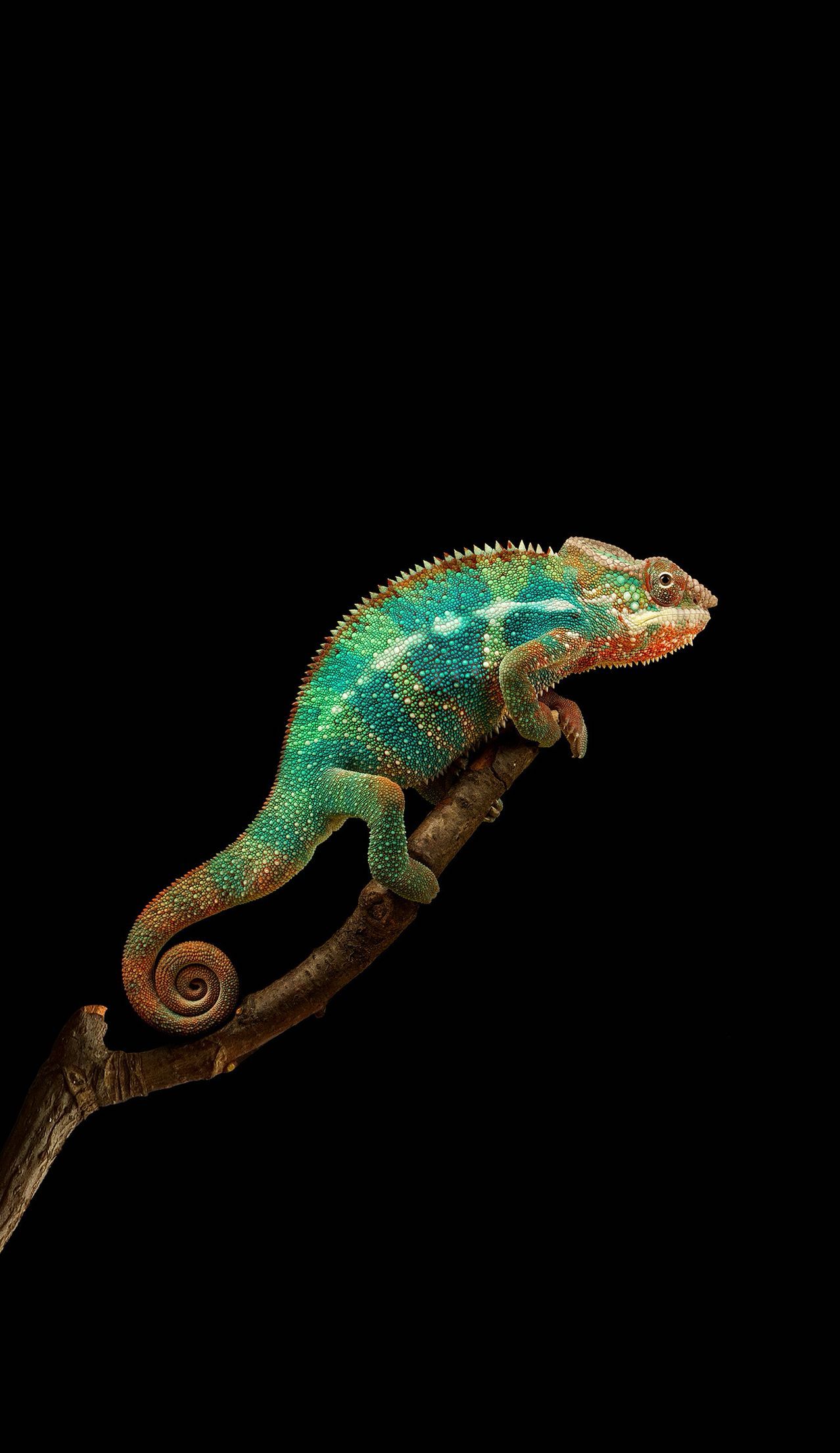 1278x2208  Chameleon Phone Wallpapers - Лучшие бесплатные фоны для телефонов-хамелеонов - WallpaperAccess