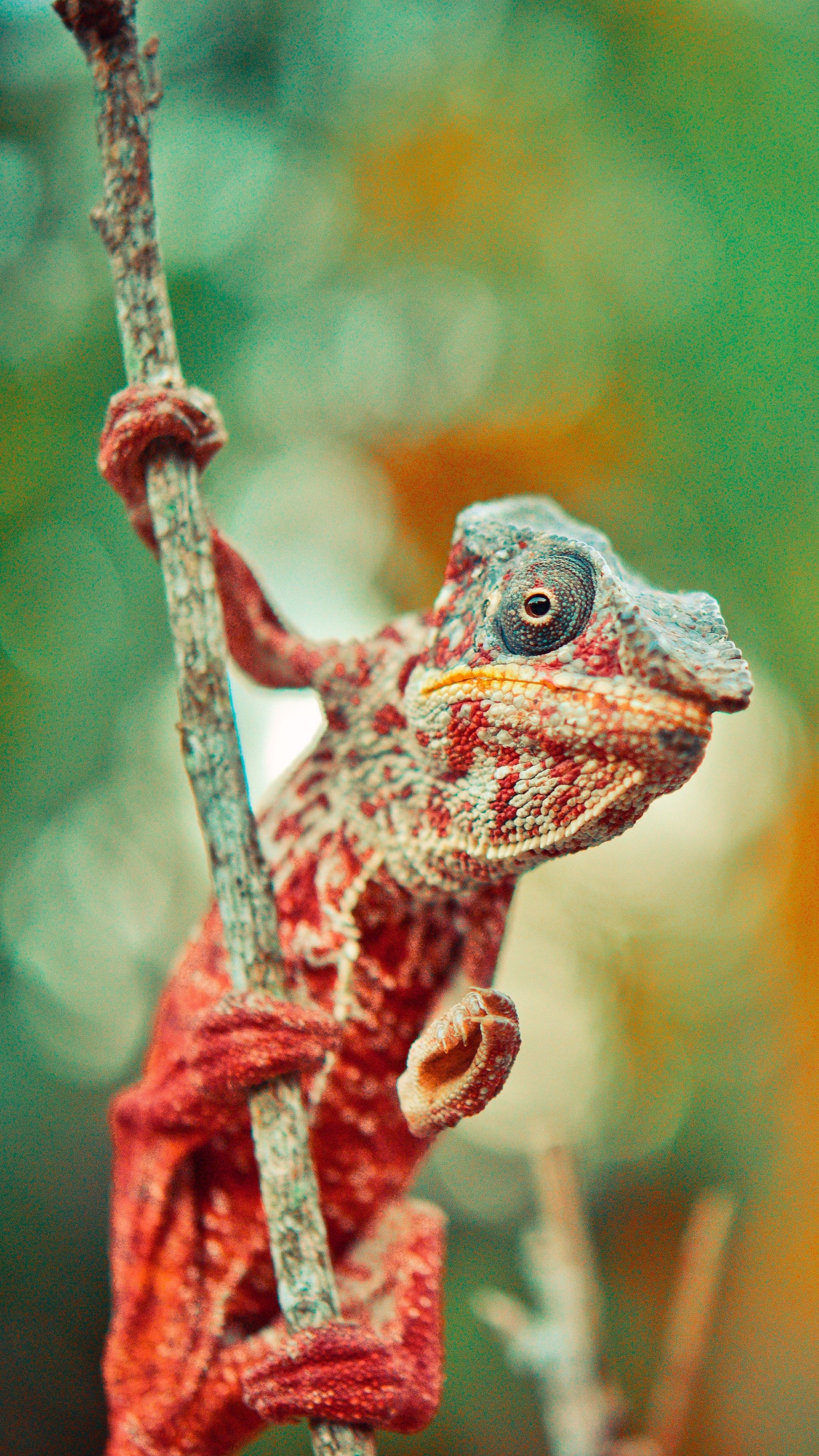2160x3840  Chameleon Backgrounds - Бесплатные обои для телефона Chameleon - WallpaperAccess