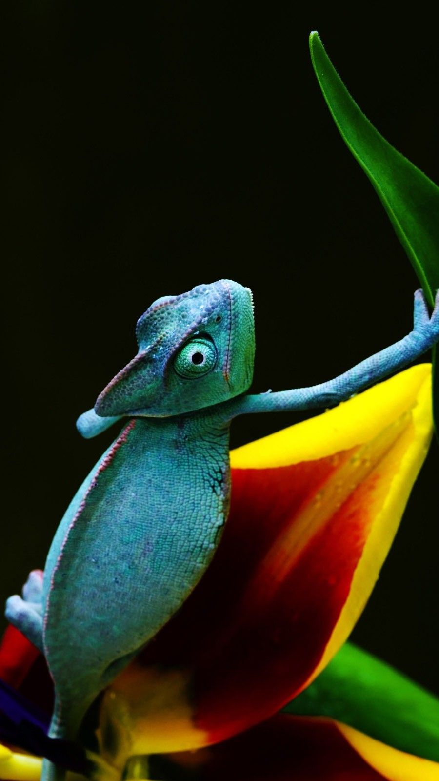 900x1600  Chameleon WallpaperAccess