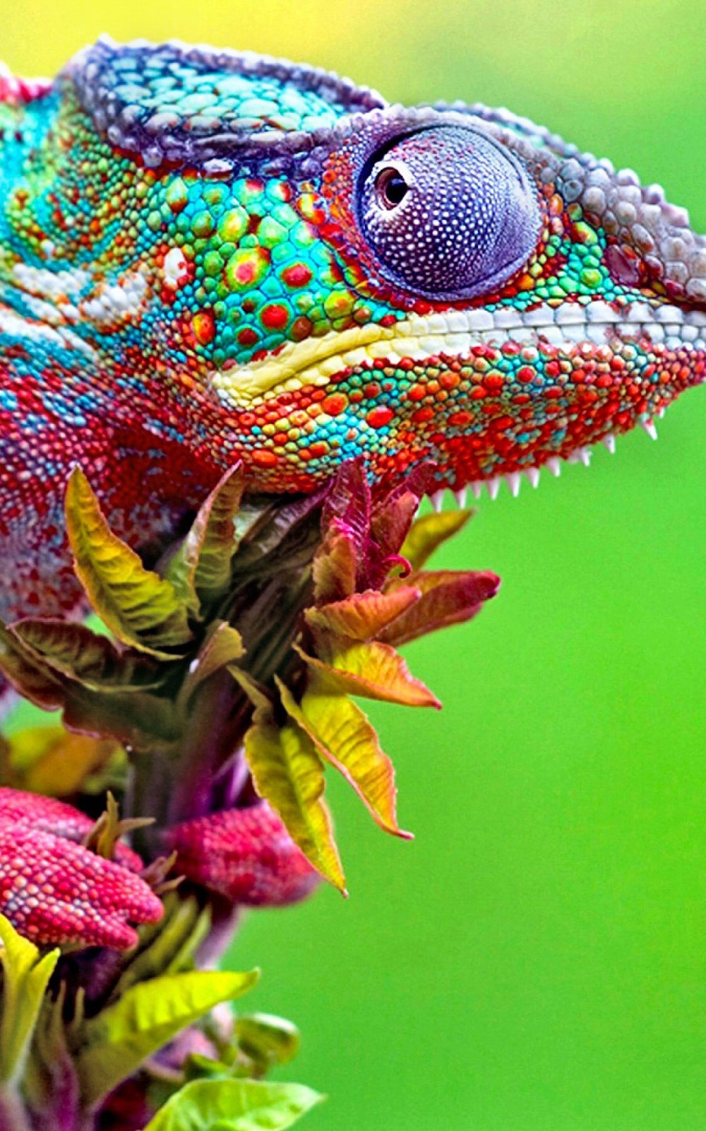 1000x1600  Cool Blue Chameleon Wallpaper iPhone - Лучшие обои для iPhone | Iphone wallpaper Iphone wallpaper images Wallpaper