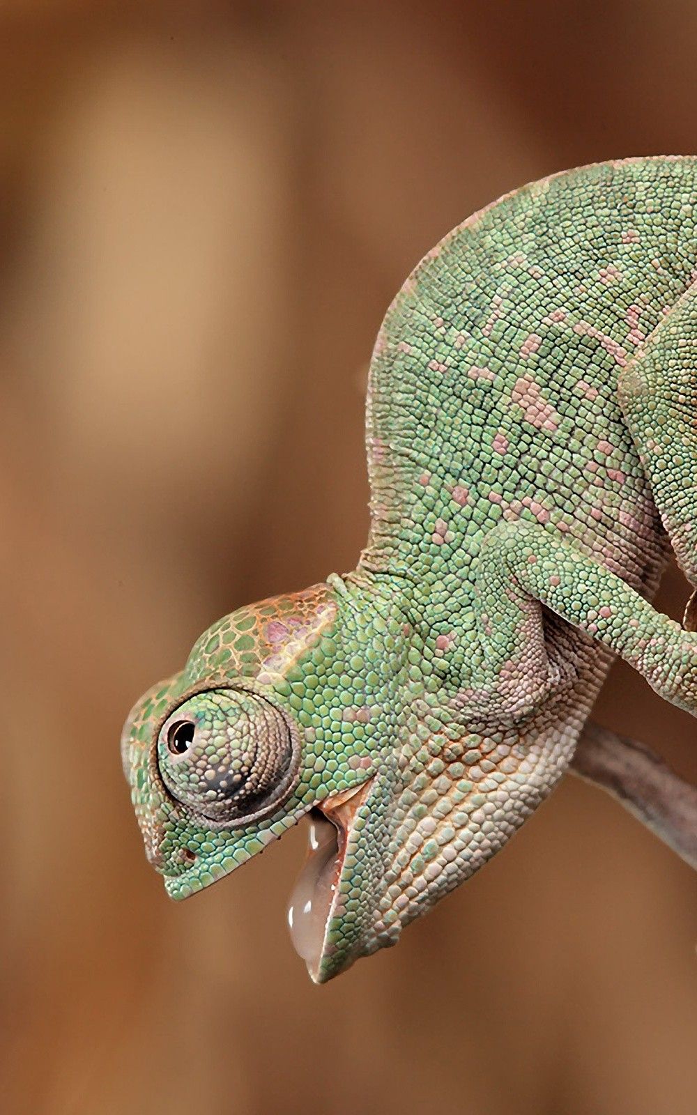 1000x1600   Веселые обои-хамелеоны от hende09 - c9 - Бесплатно на ZEDGE ™ 